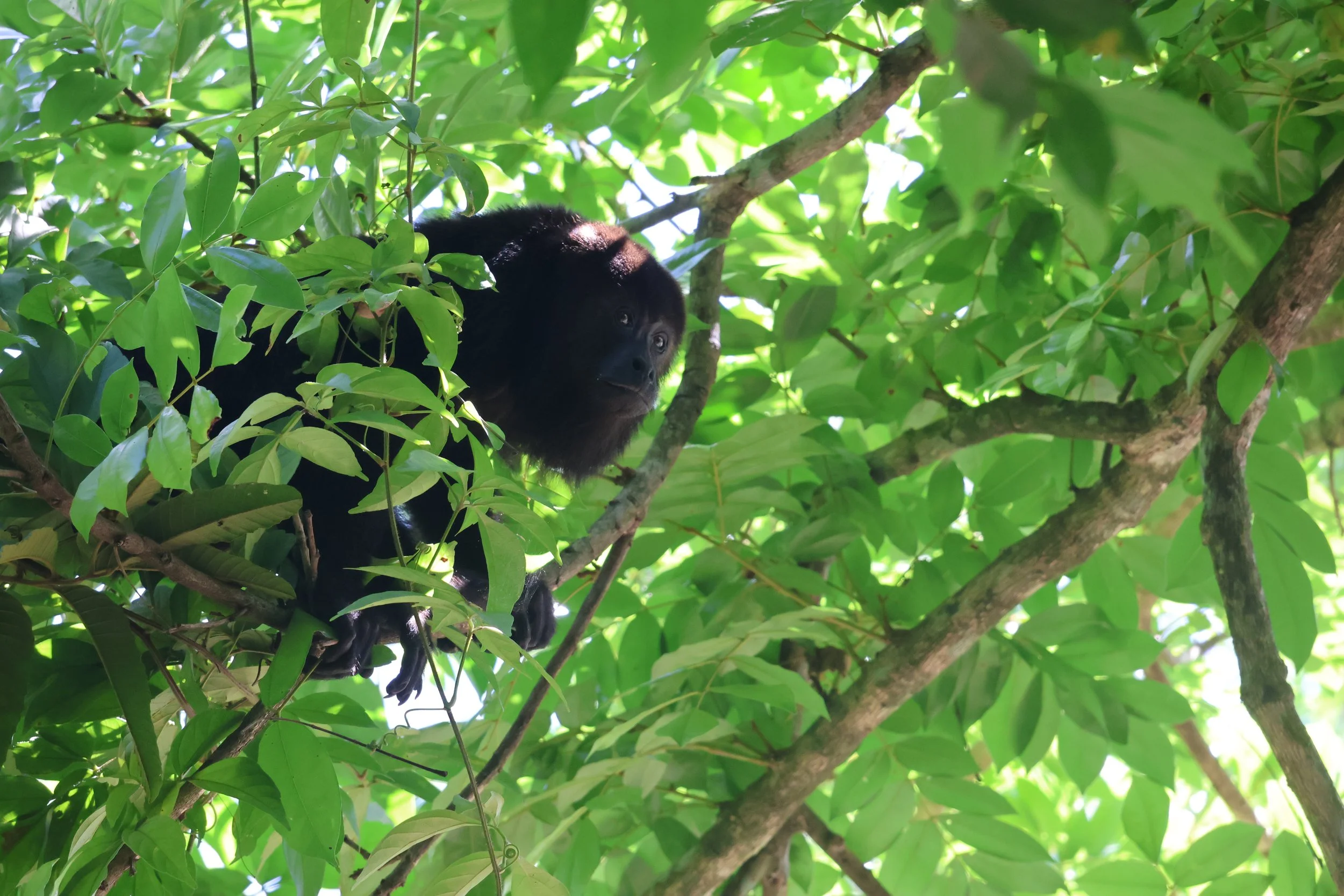 SELECTS_BELIZE_MO0A2578.JPG