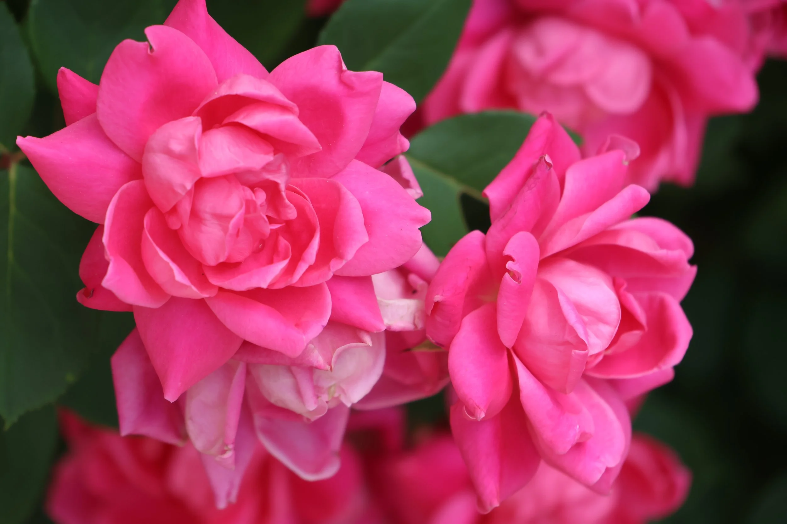 FLORA