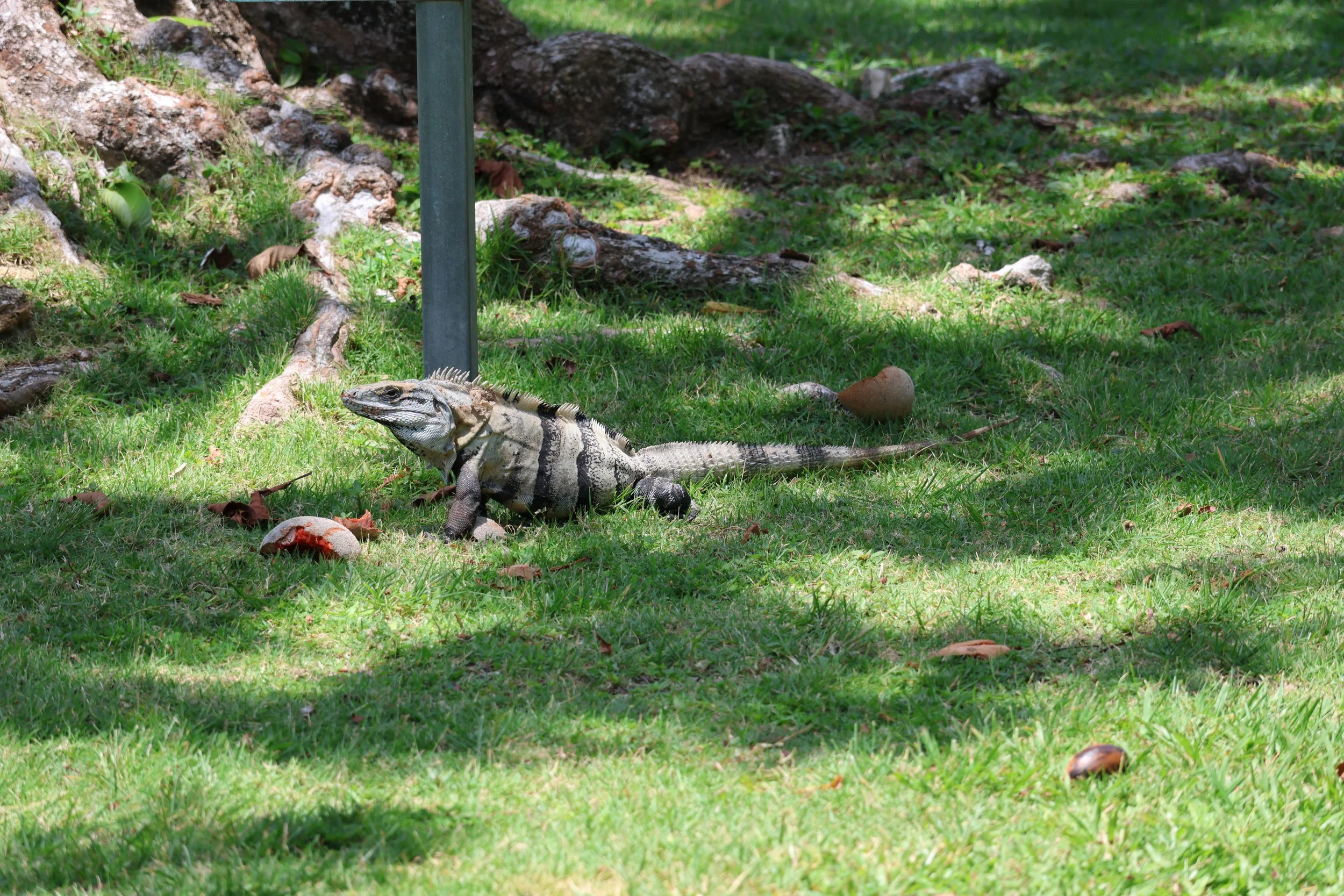 SELECTS_BELIZE_MO0A2731.JPG
