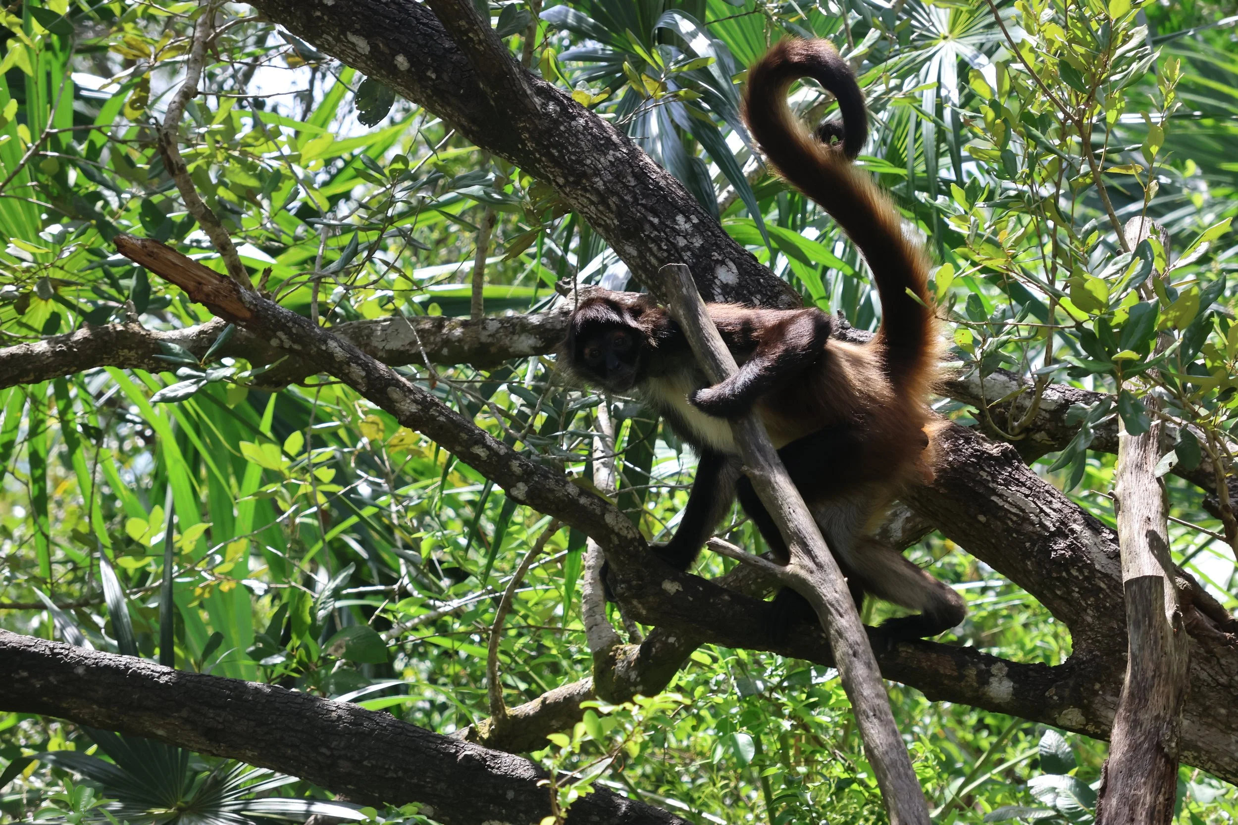 SELECTS_BELIZE_MO0A1797.JPG
