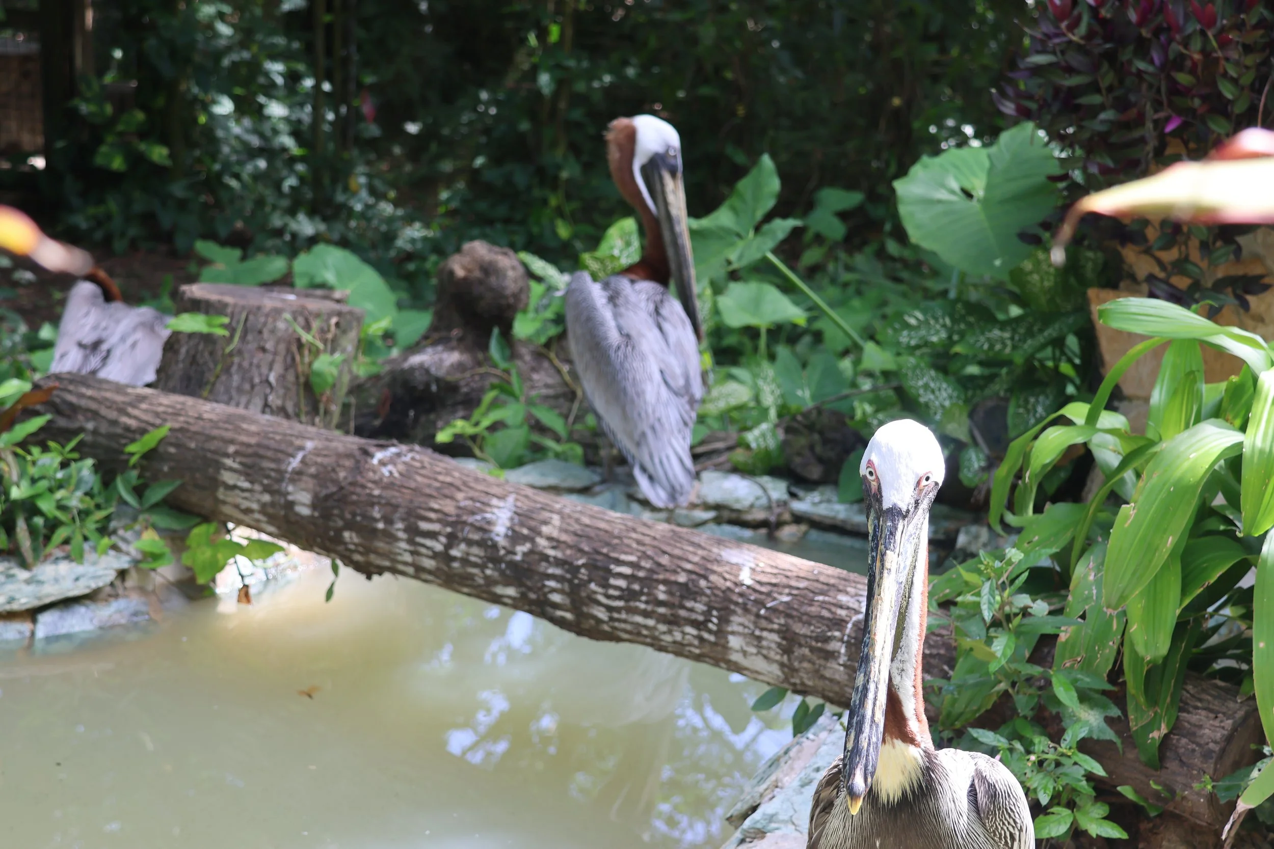 SELECTS_BELIZE_MO0A1915.JPG
