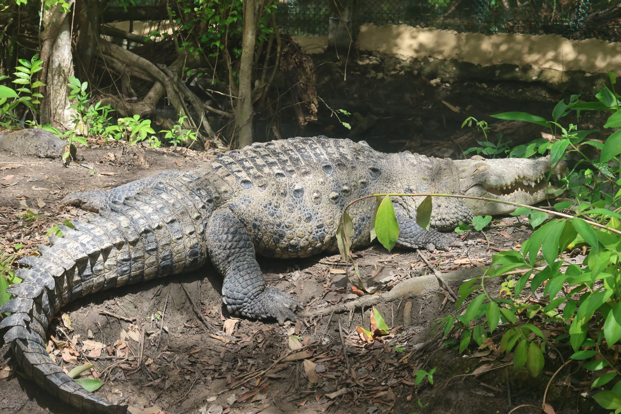 SELECTS_BELIZE_MO0A3233.JPG