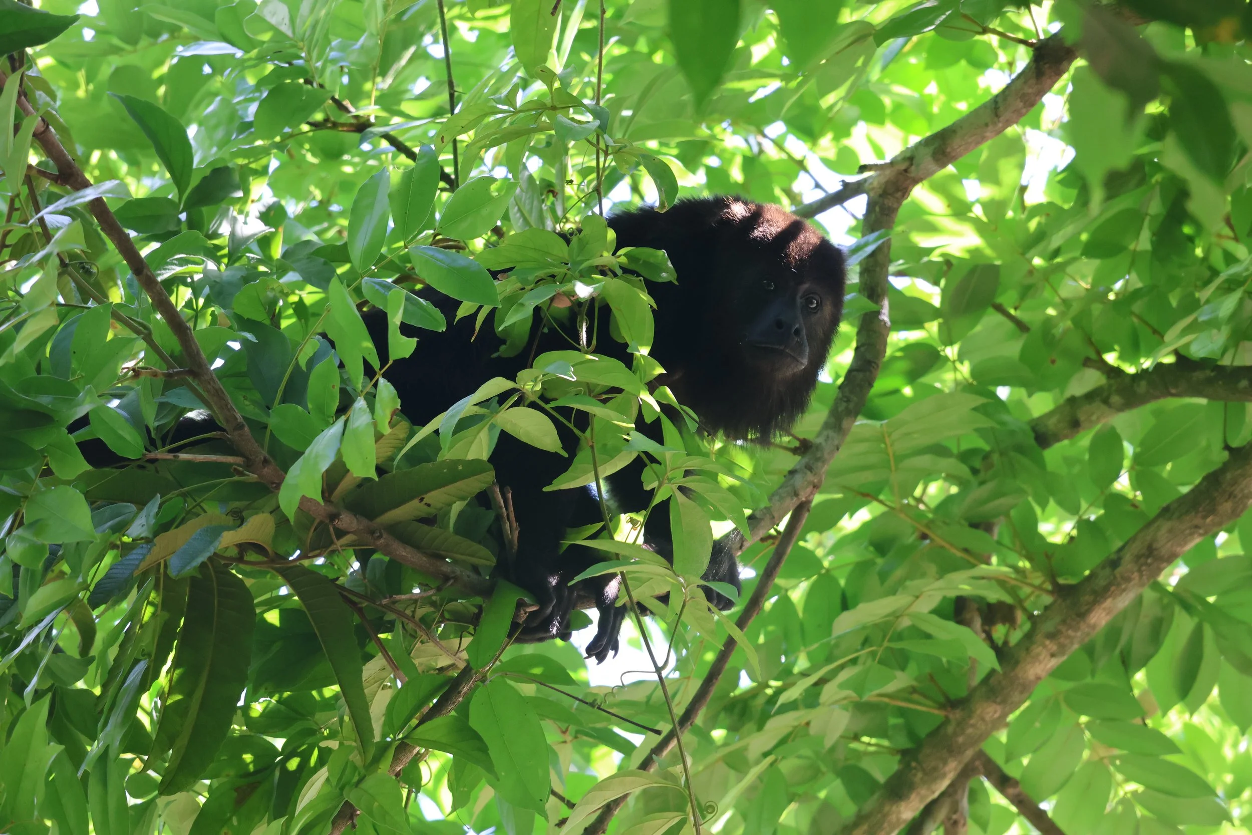 FAUNA