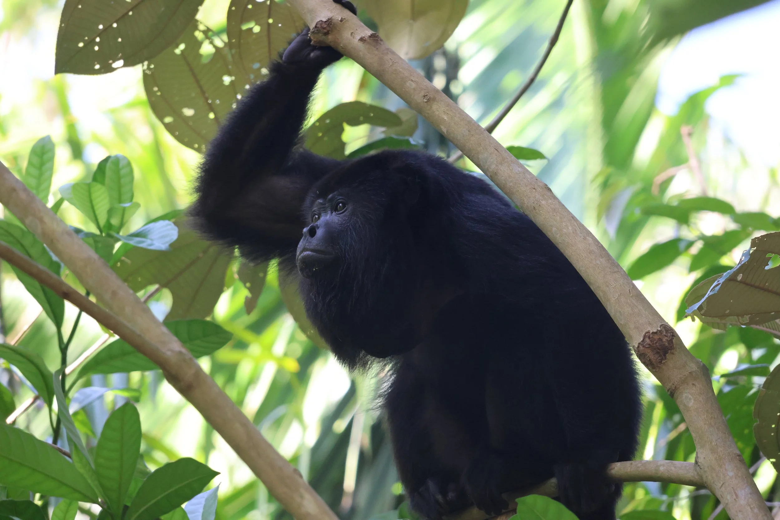 SELECTS_BELIZE_MO0A2560.JPG