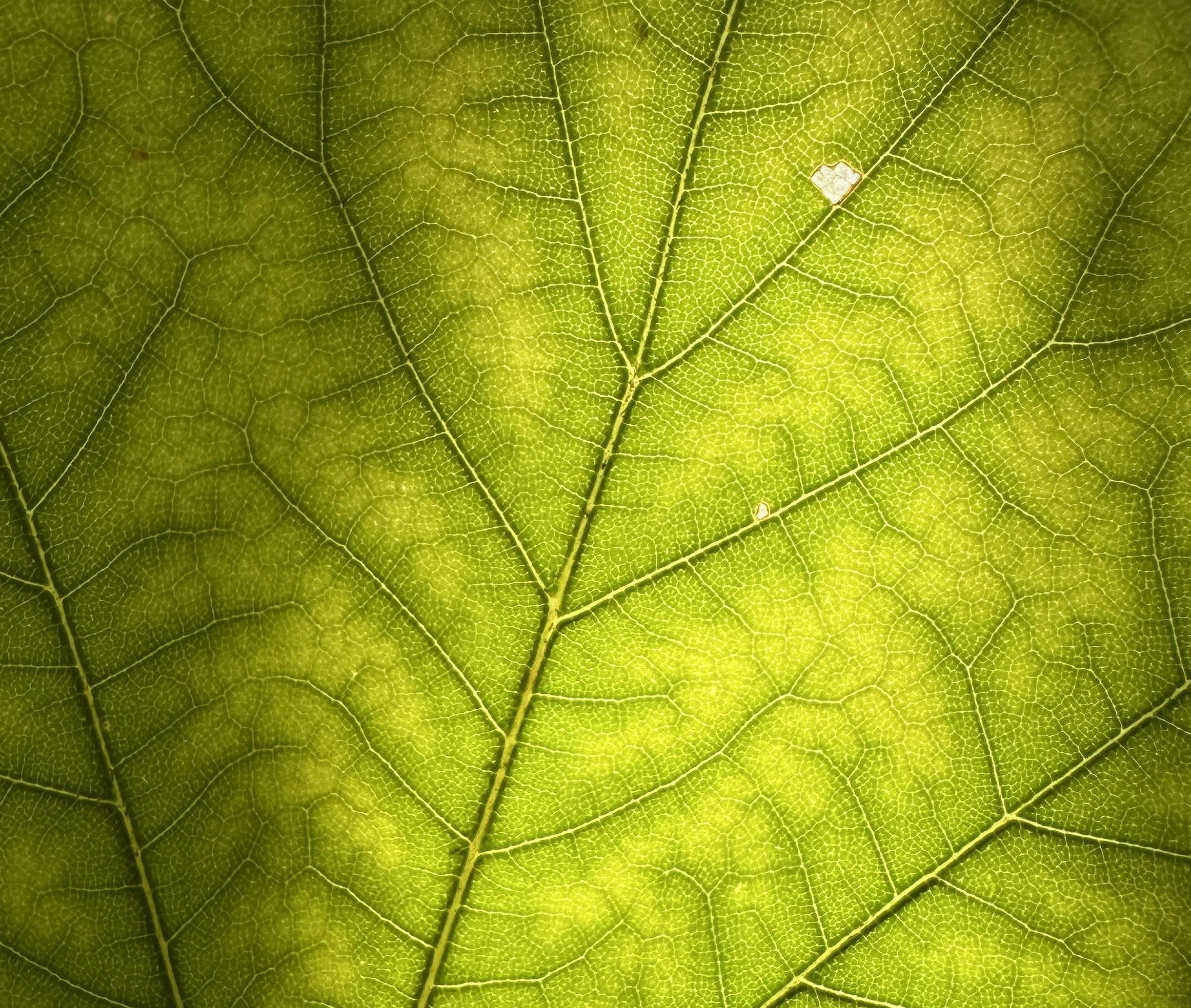 IMG_0676 2.jpg