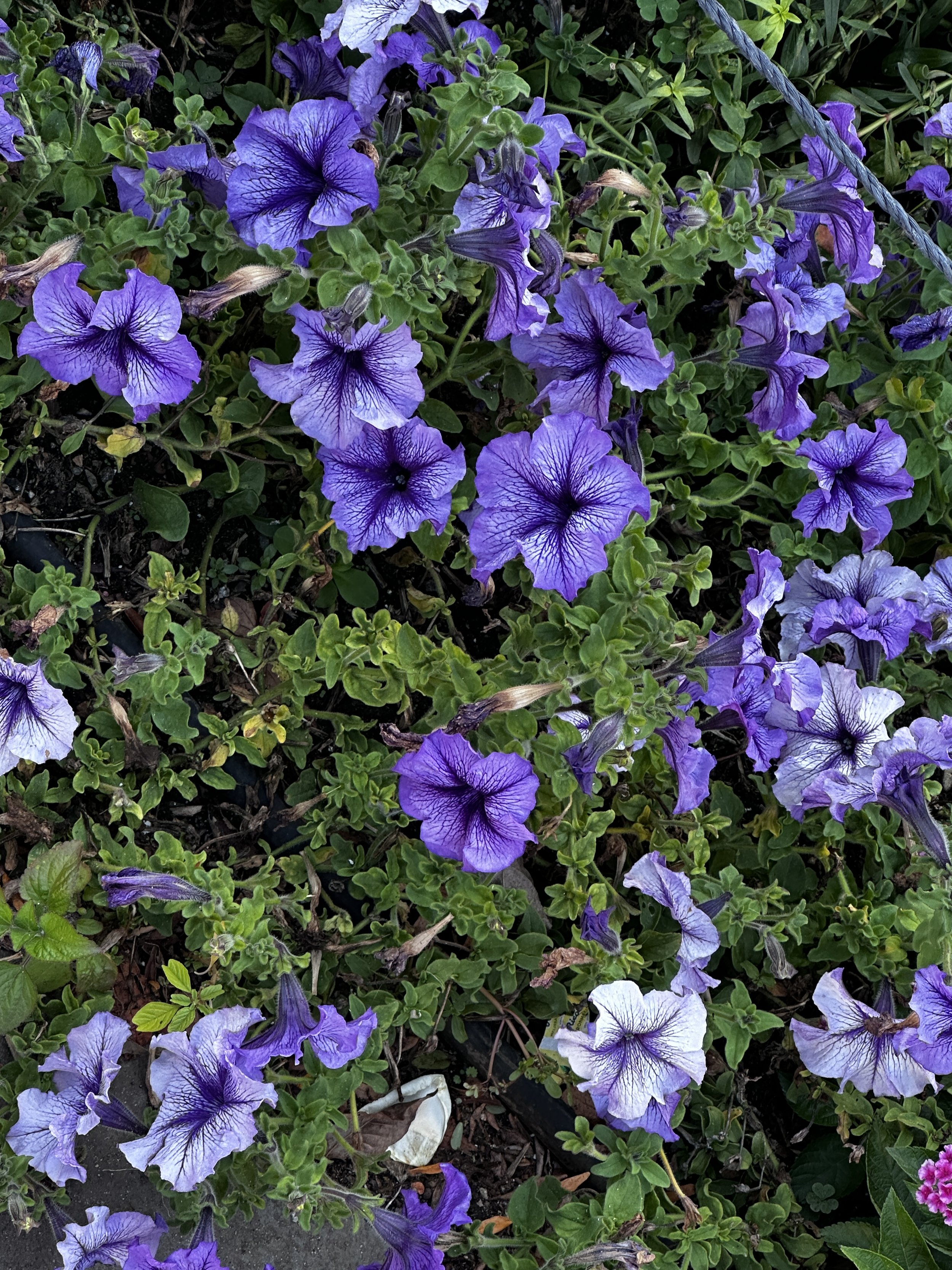 Petunias