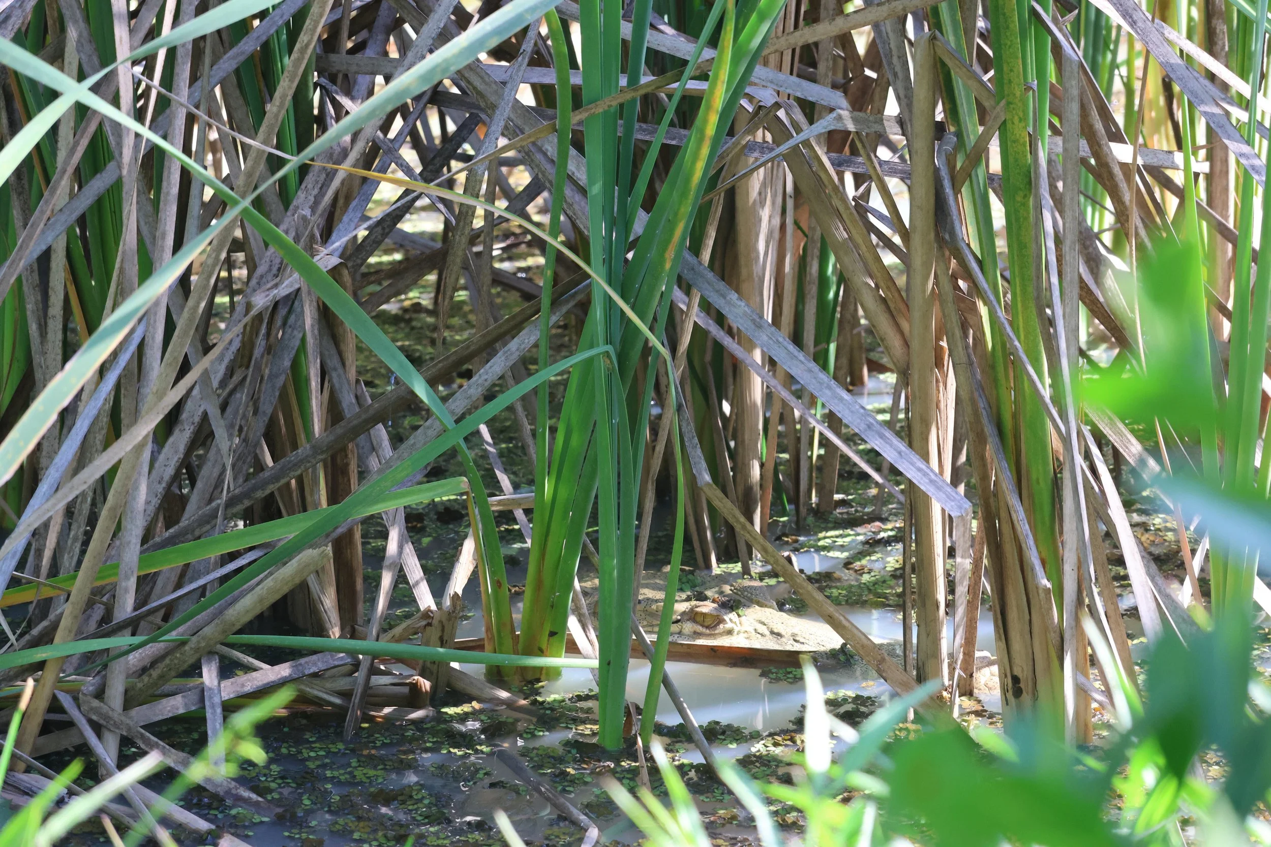 SELECTS_BELIZE_MO0A2311.JPG