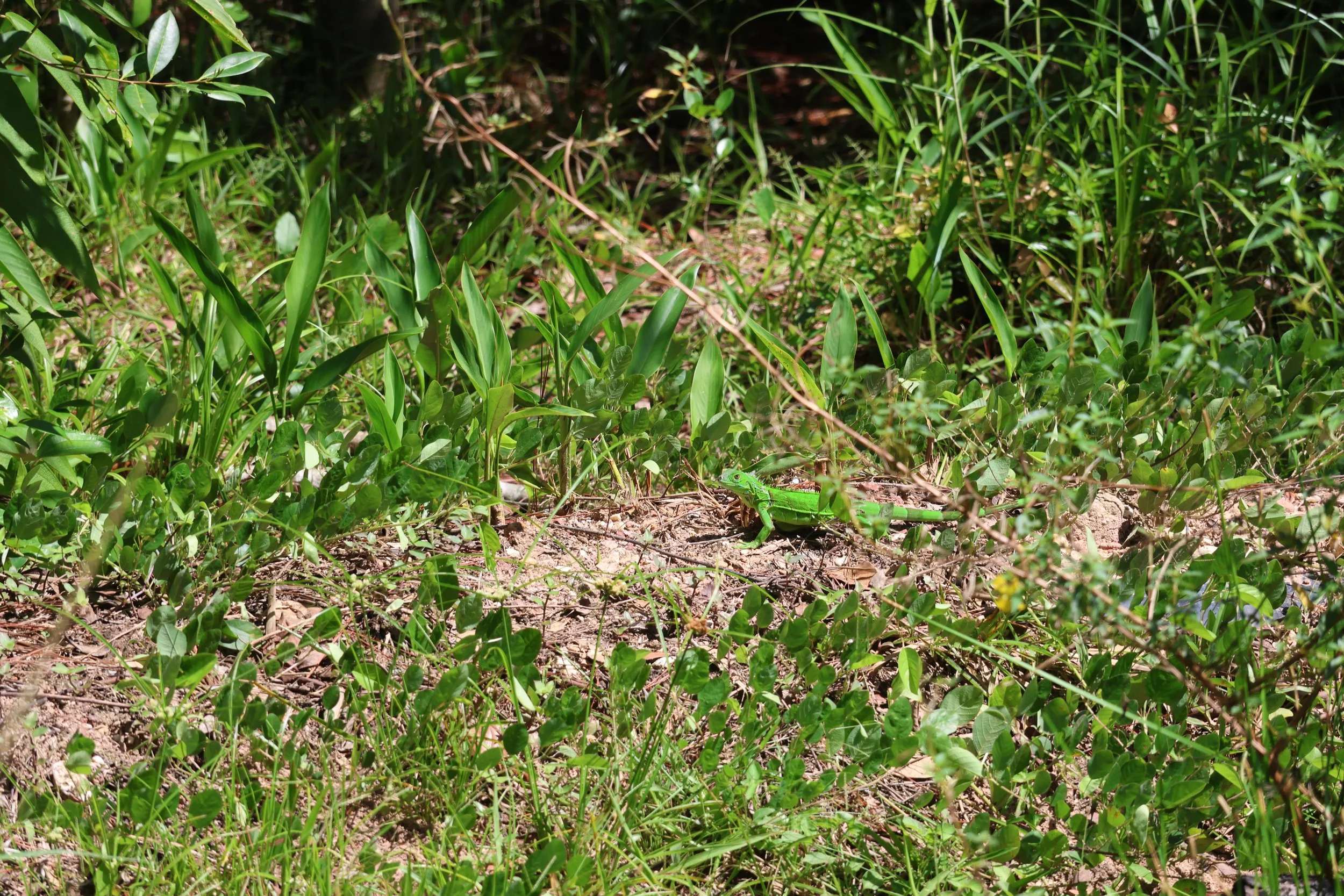 SELECTS_BELIZE_MO0A2239.JPG