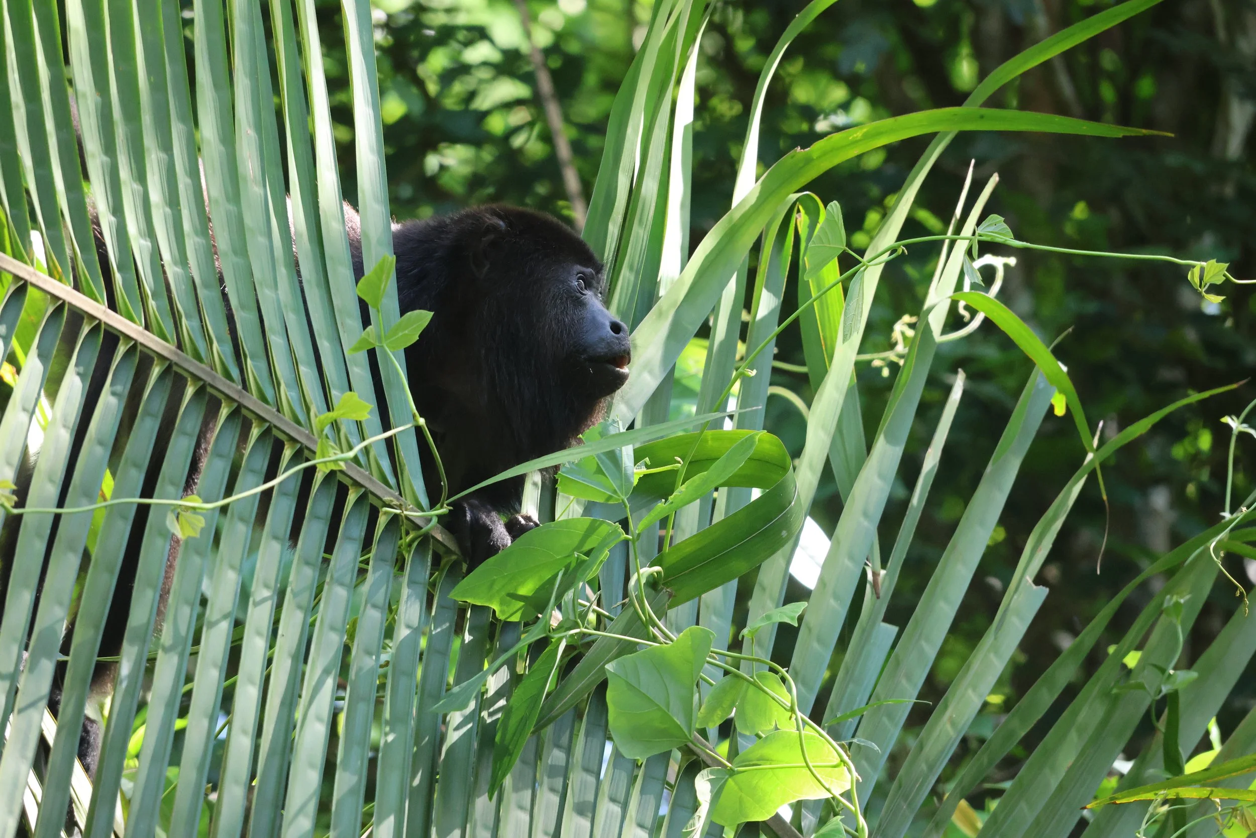 SELECTS_BELIZE_MO0A2518.JPG