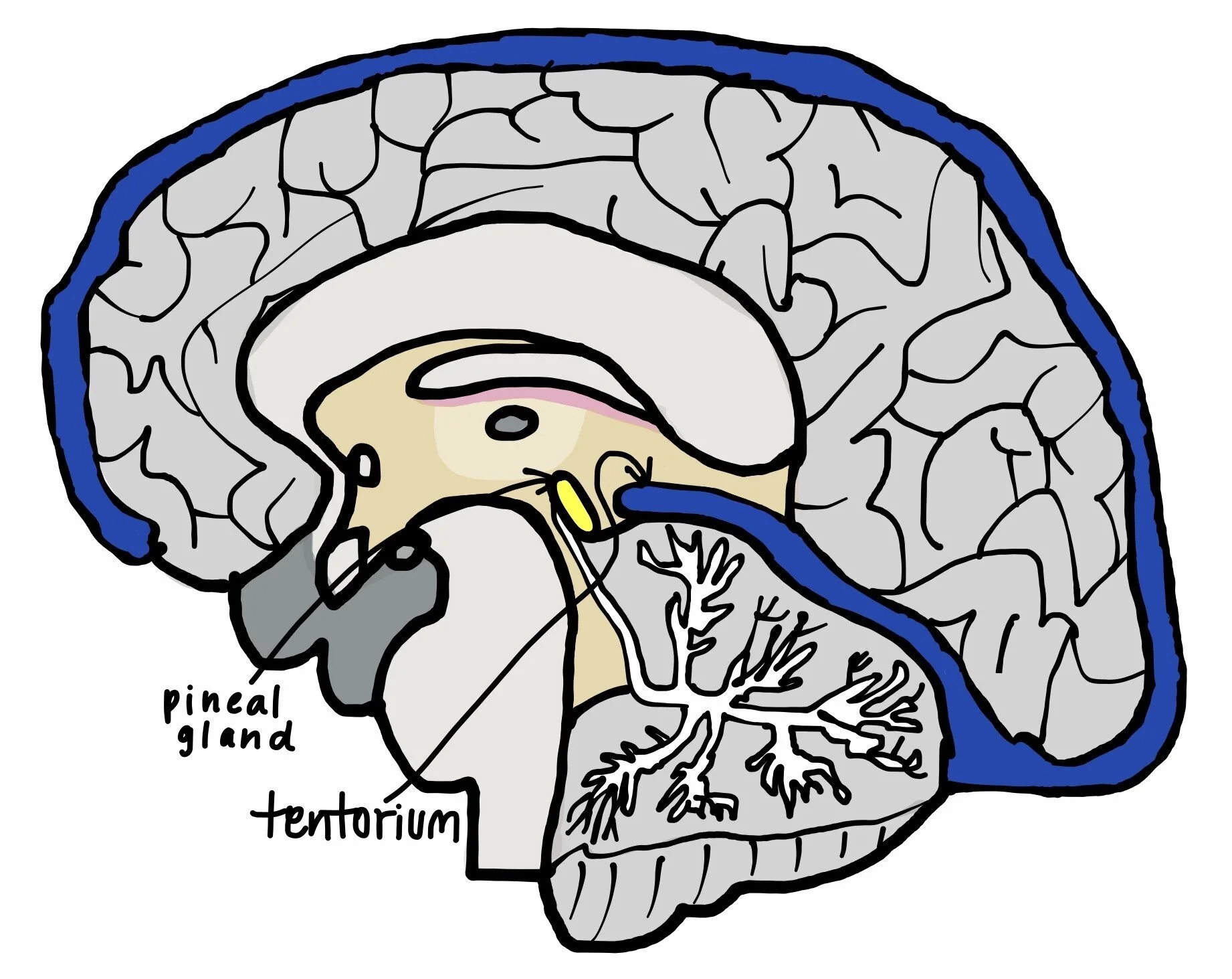 Sleep and Sleep Problems — Concussion Alliance