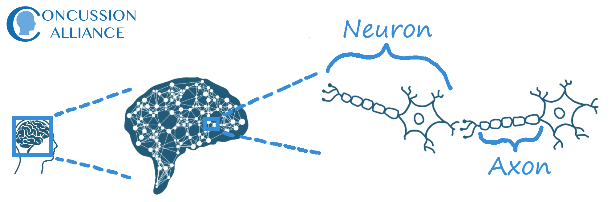 Brain neurons and axons