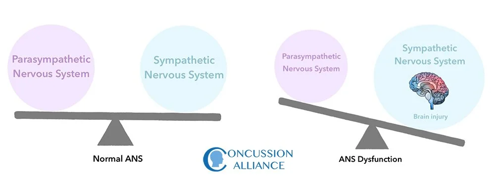 Autonomic nervous system function and dysfunction
