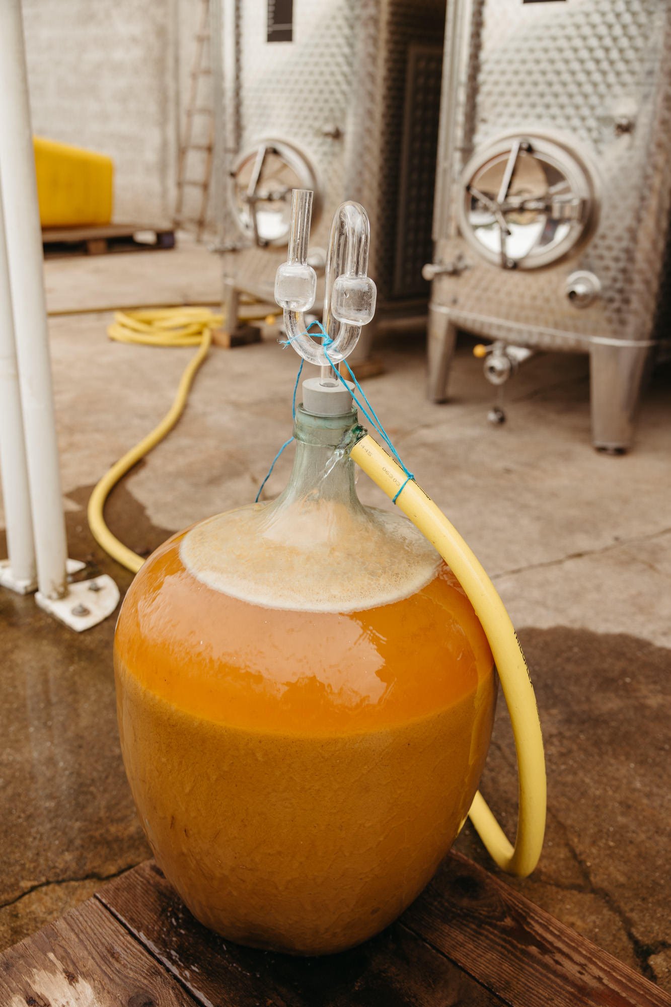 Rieslingernte im Chateau Ollwiller im Elsass - fotografiert von Jeannette Petri