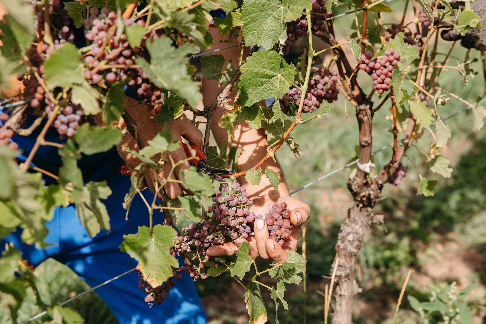 Rieslingernte im Chateau Ollwiller im Elsass - fotografiert von Jeannette Petri