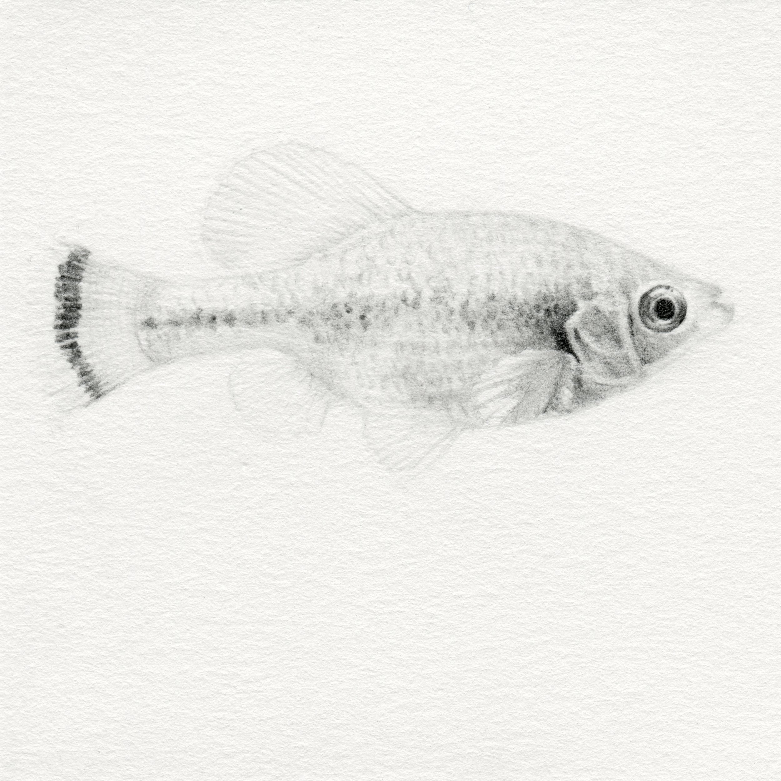 Ameca splendens