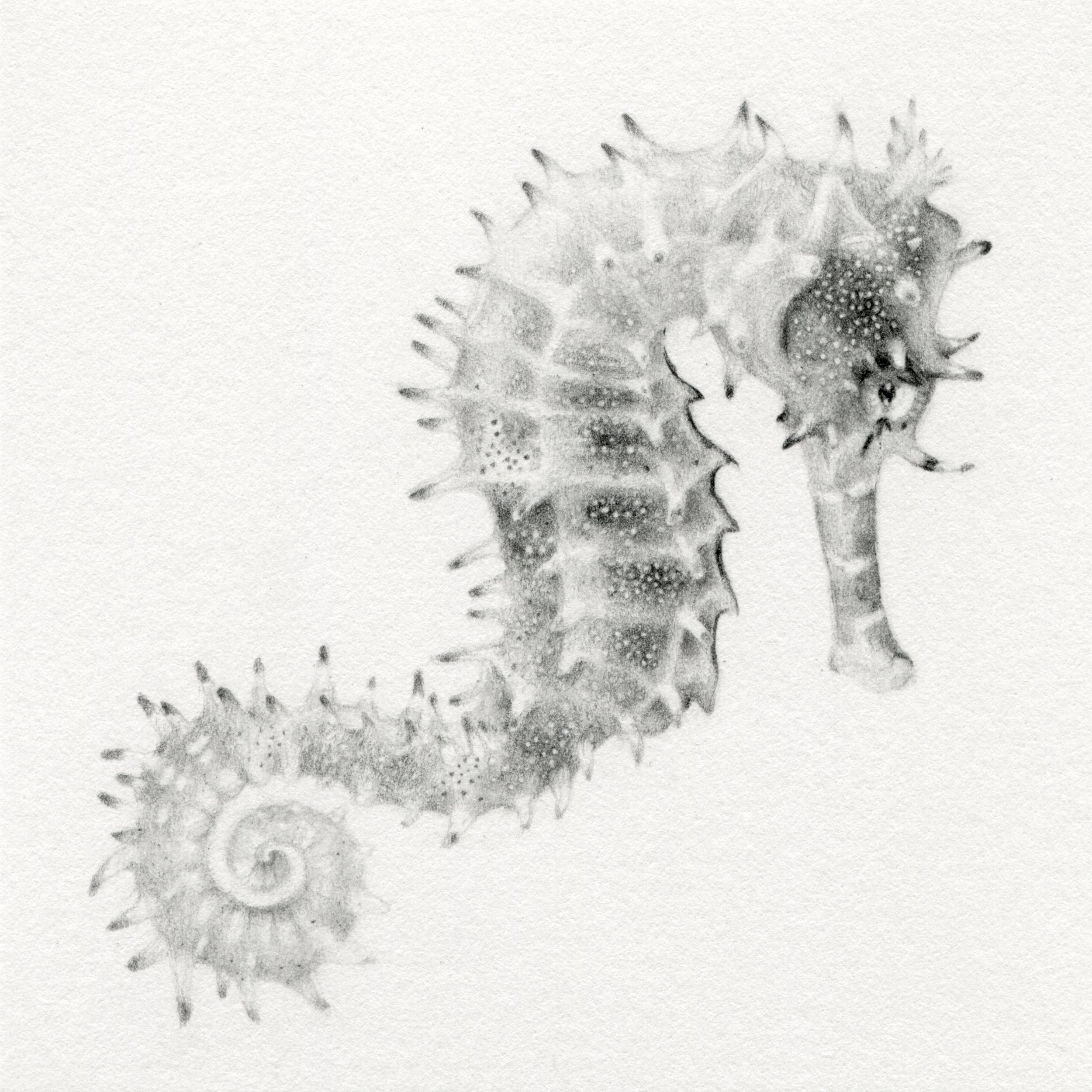 Hippocampus histrix