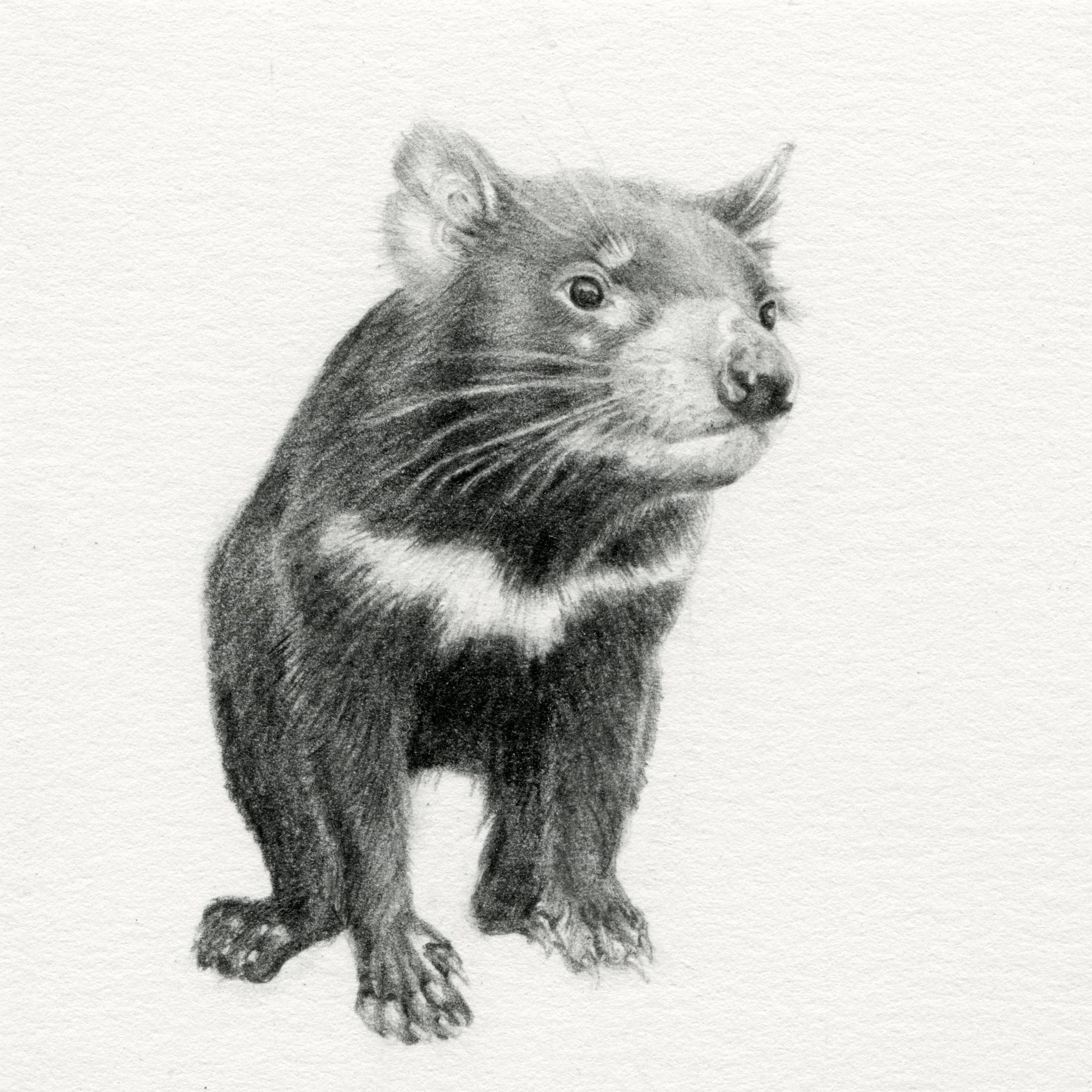 Sarcophilus harrisii
