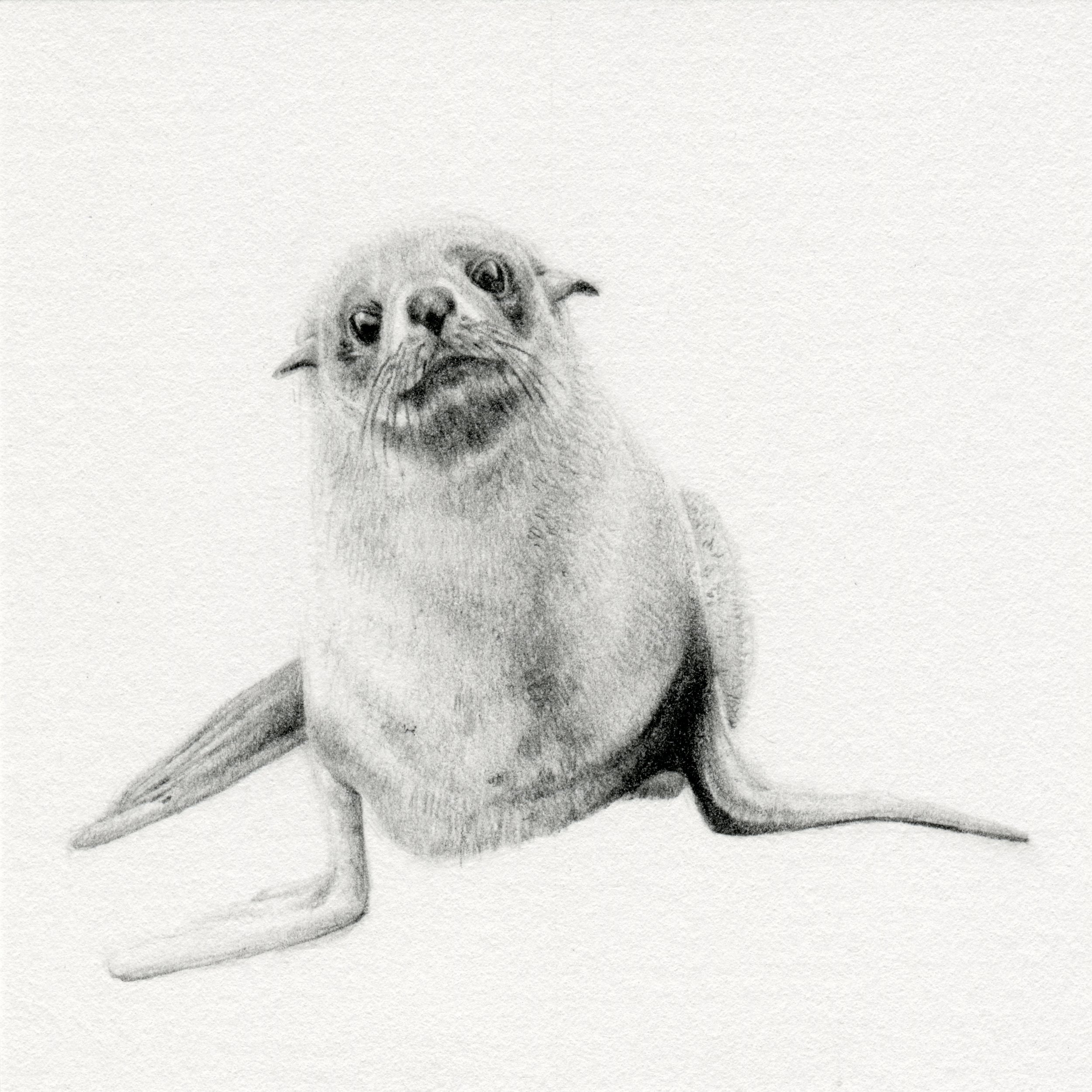 Neophoca cinerea