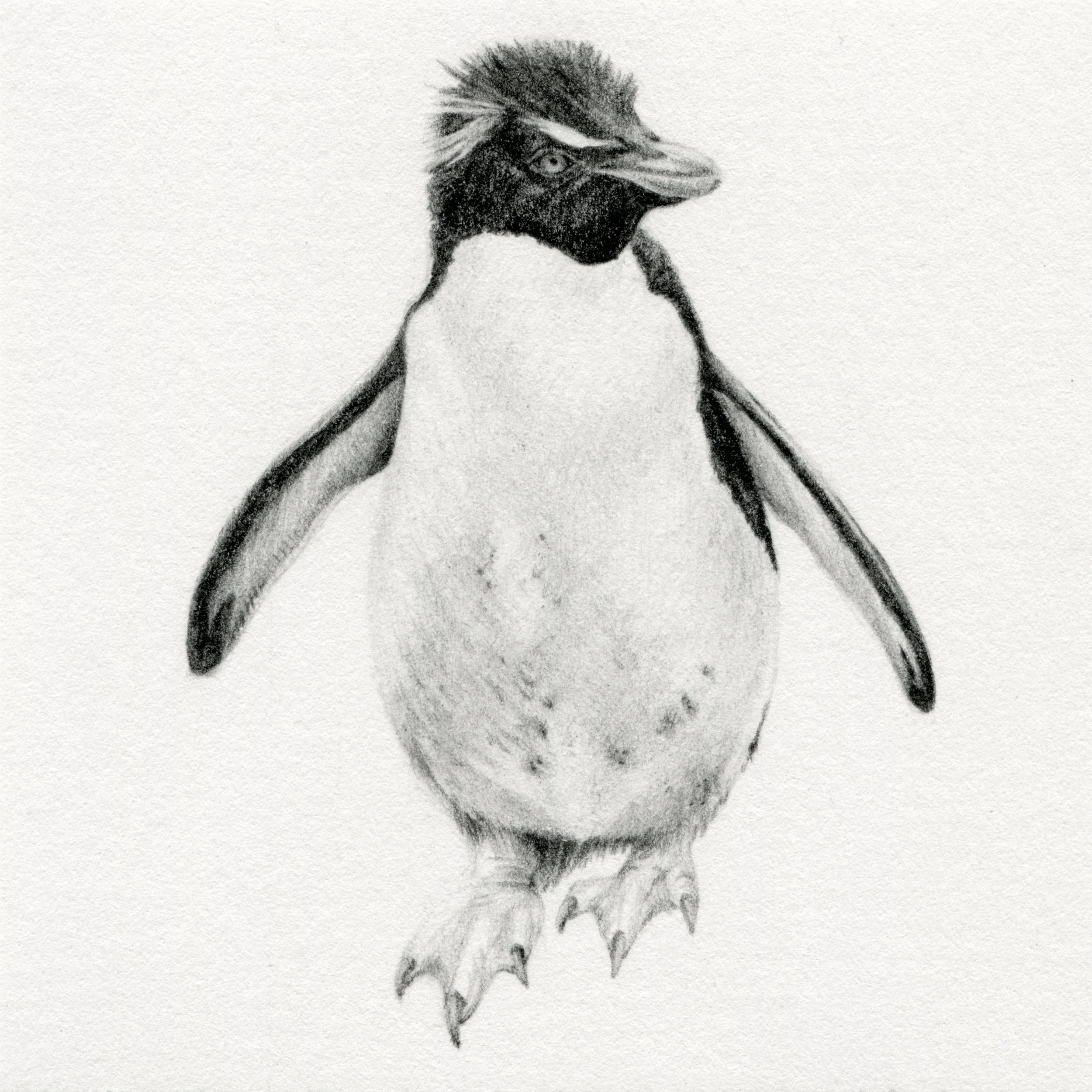Eudyptes chrysocome