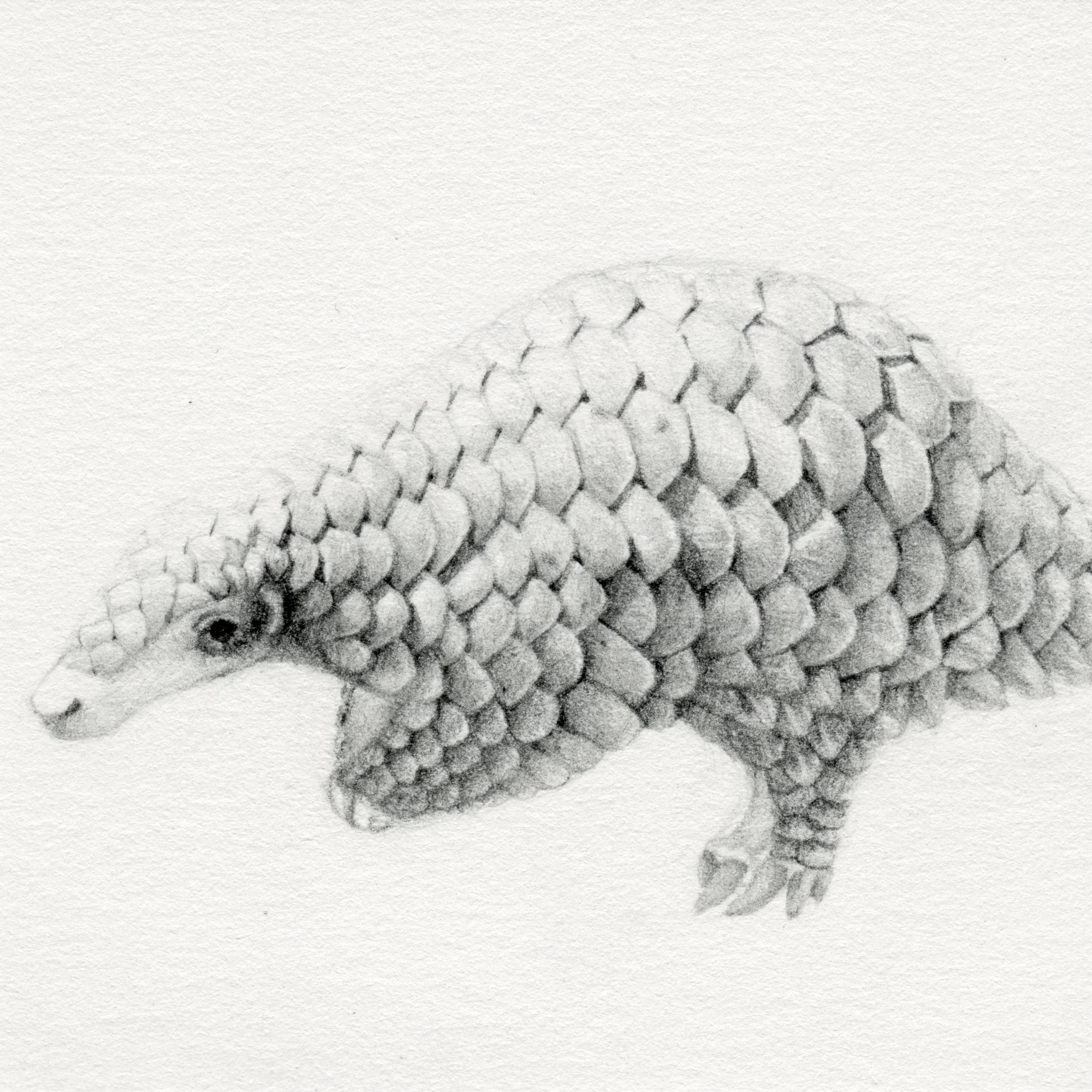 Manis pentadactyla