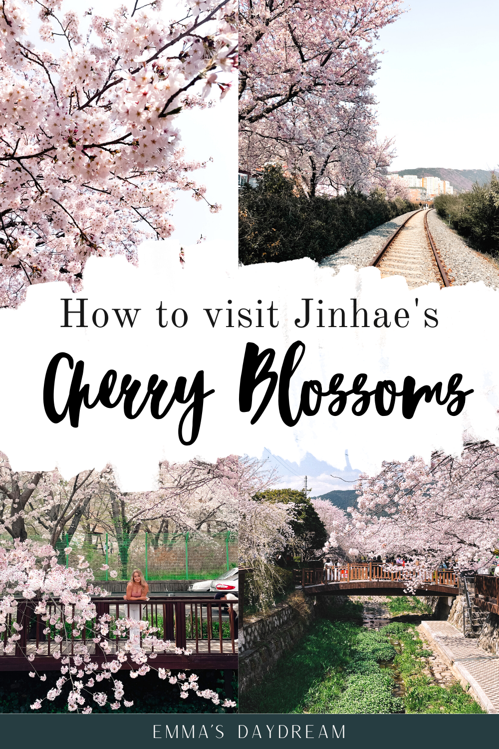Jinhae Cherry Blossom Festival 