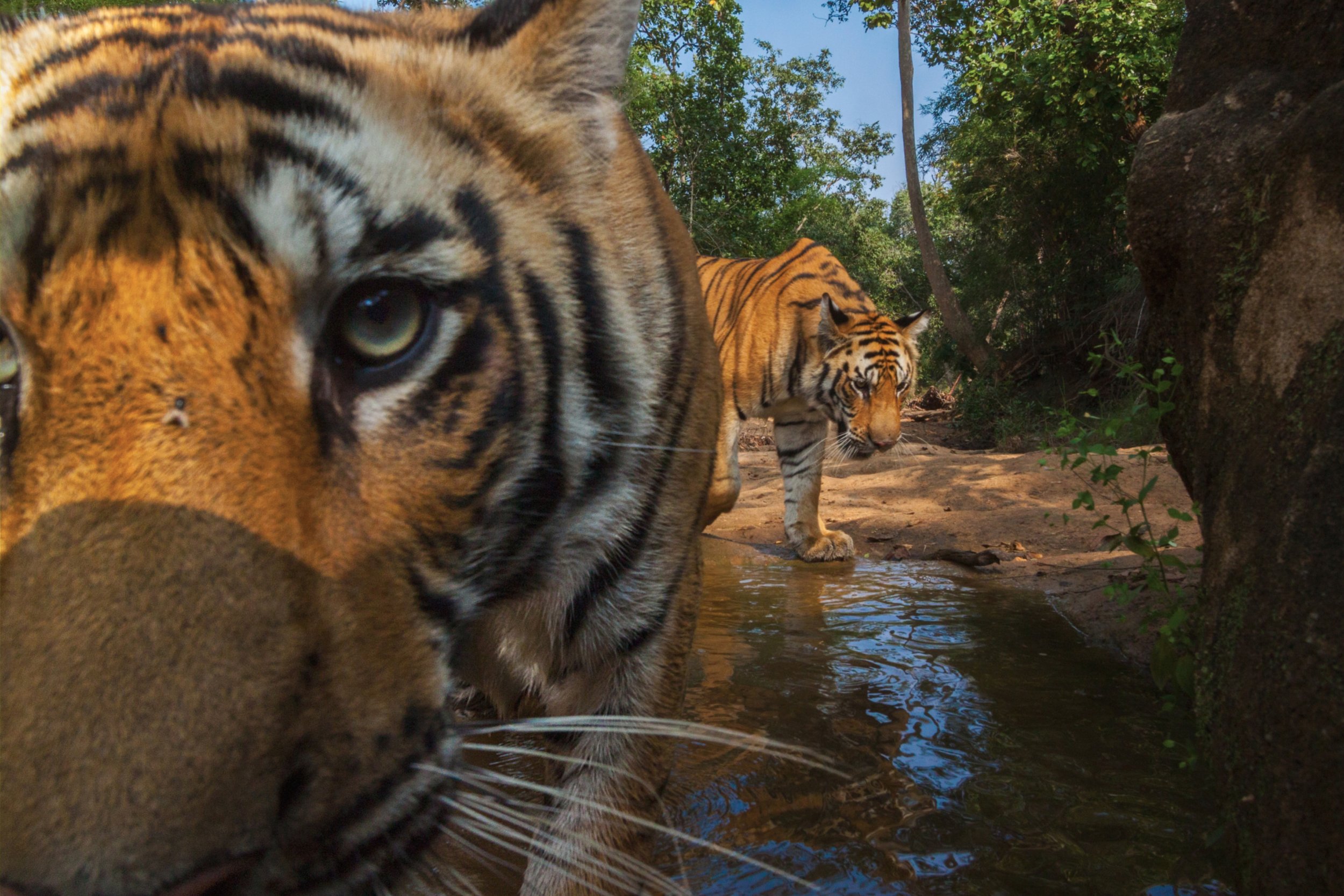 Close-Up-of-tigress-cub-at-watering-hole_CR-Steve-Winter-scaled.jpeg