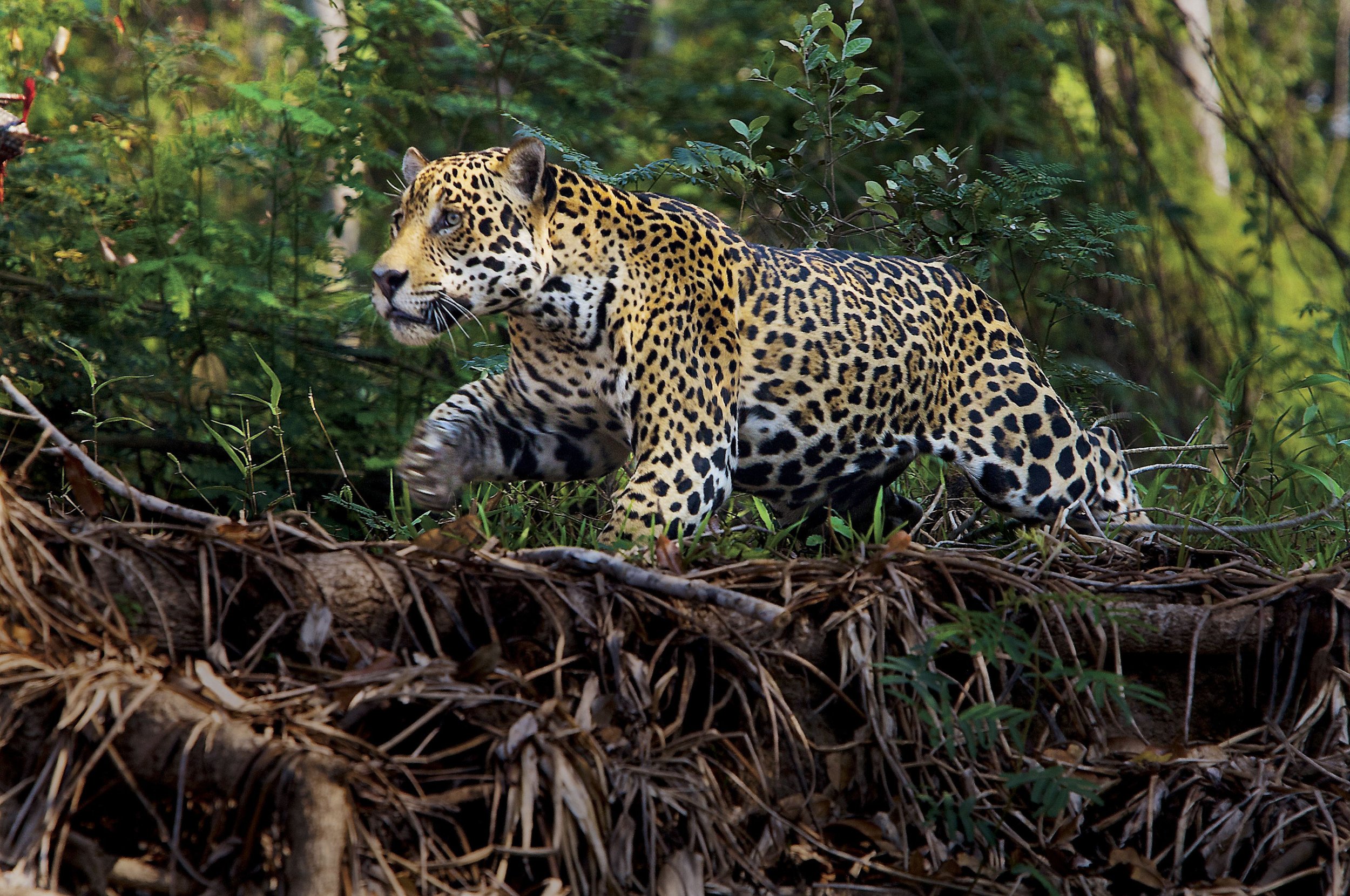 Jaguar-Pantanal-Brazil_CR-Steve-Winter-scaled.jpeg