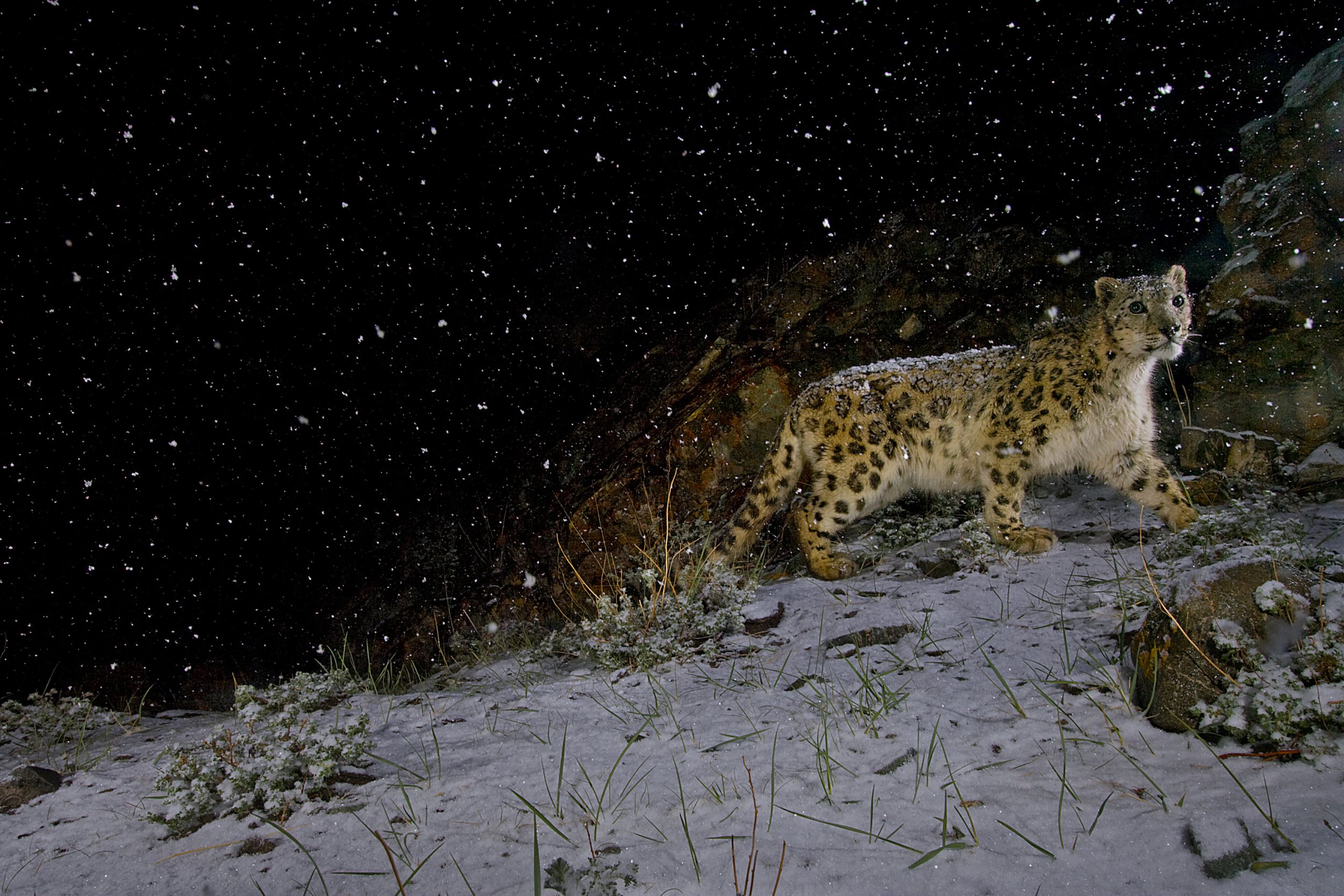 Snow-leopard-in-falling-snow-India_CR-Steve-Winter-scaled.jpeg