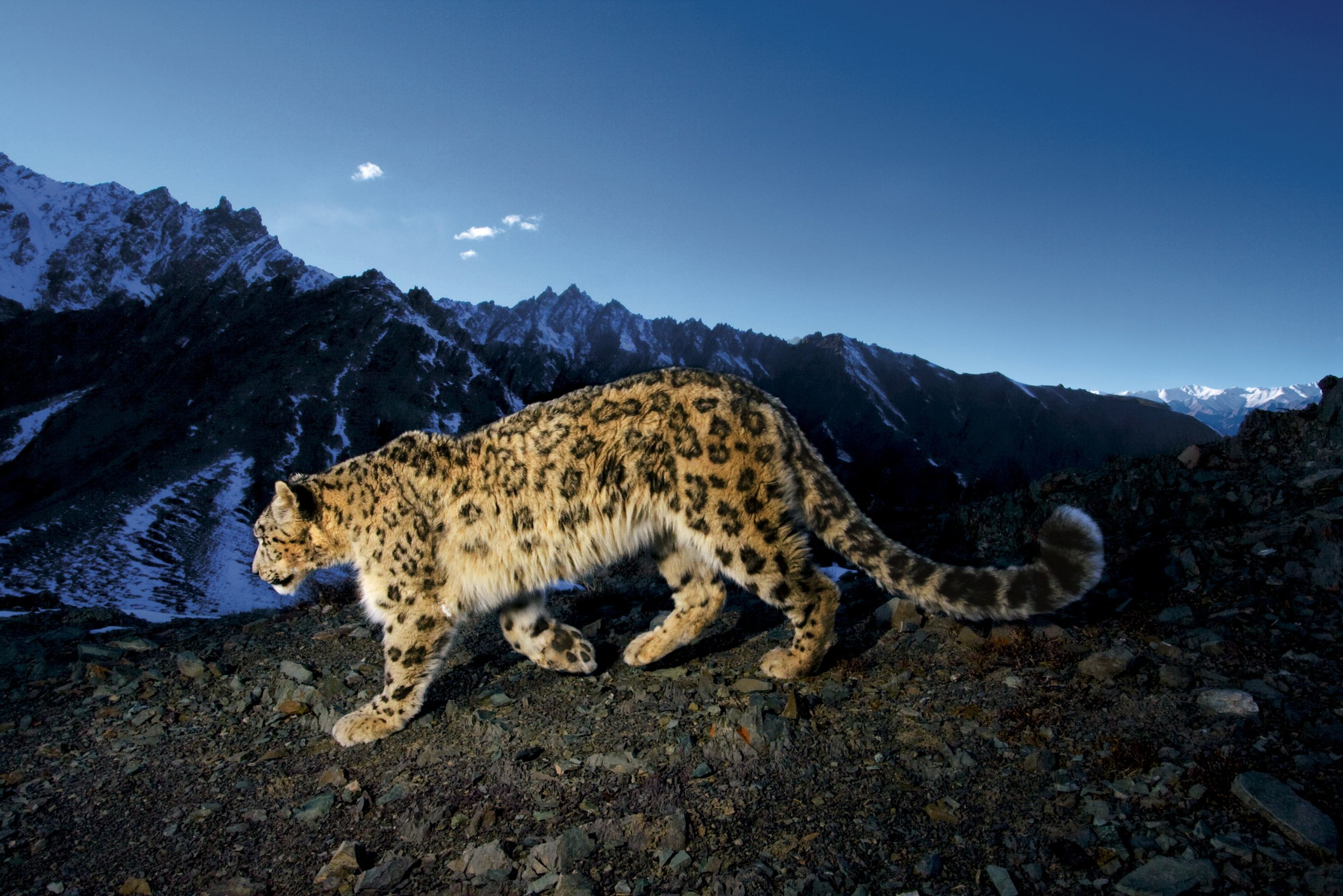 Snow-leopard-photo-by-Steve-Winter-scaled.jpeg