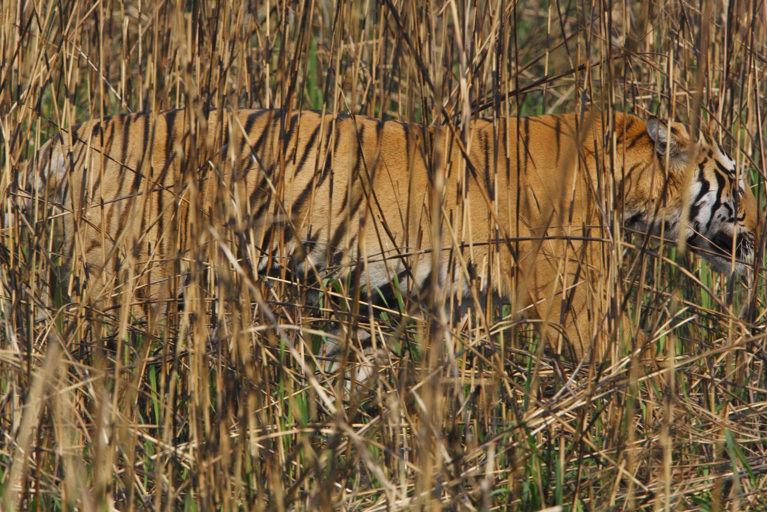 Tiger-concealed-in-grass-Kaziranga-National-Park-India_CR-Steve-Winter-scaled.jpeg