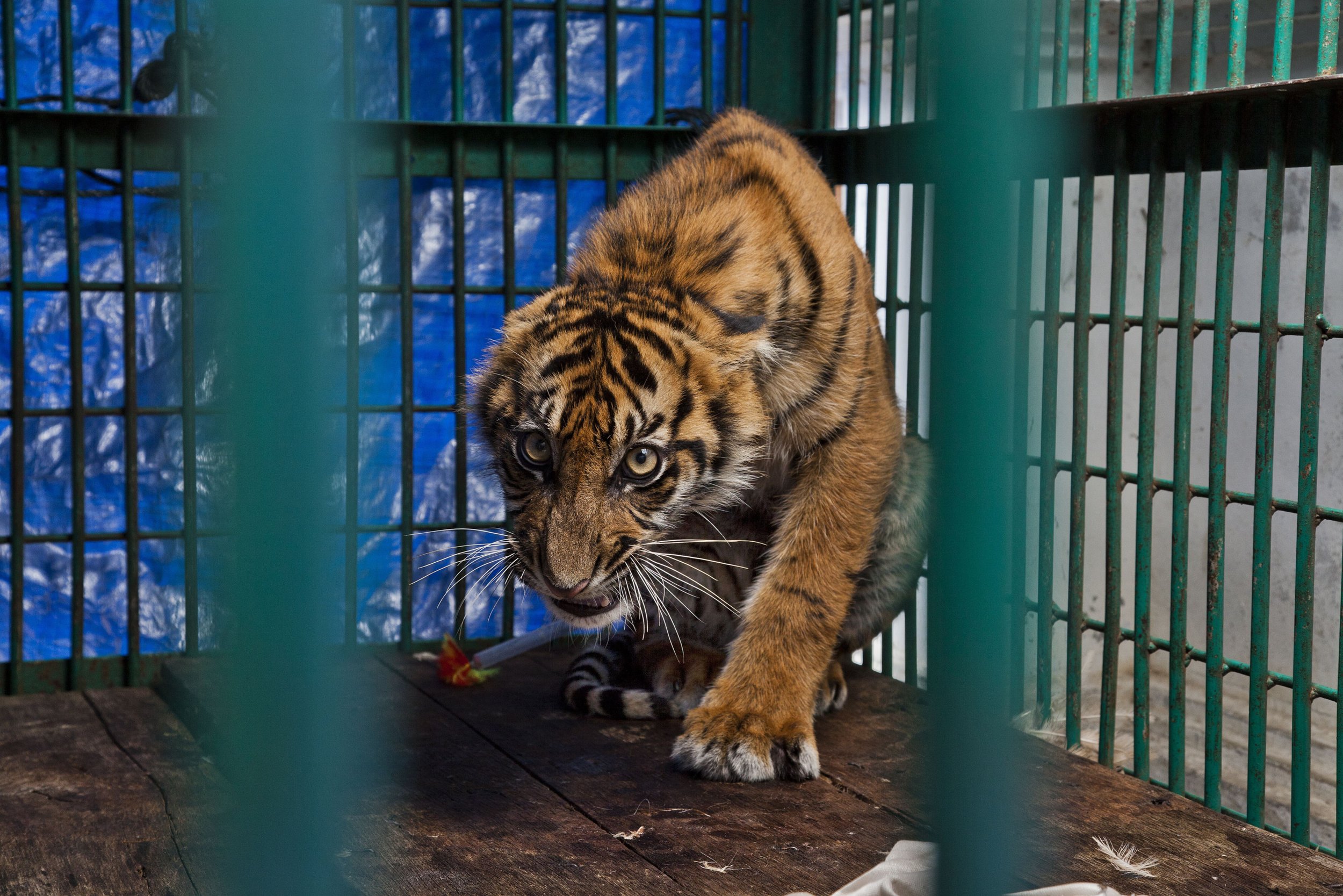 Tiger-cub-in-cage-after-surgery-Sumatra_CR-Steve-Winter-scaled.jpeg