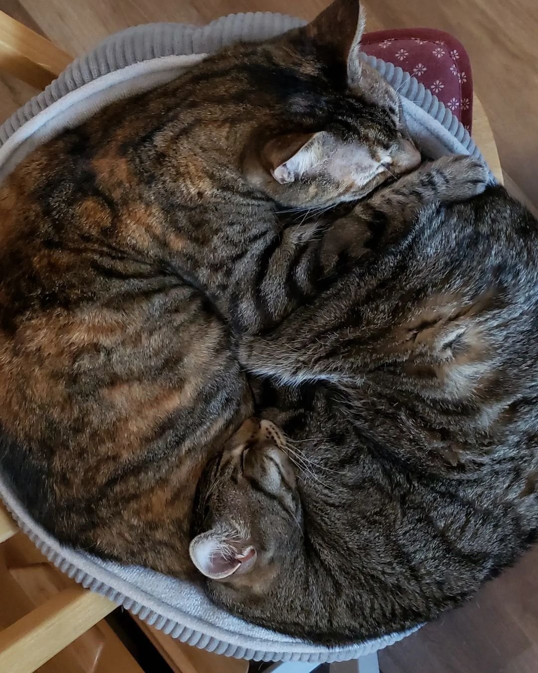 Three cats sleeping in a circular arrangement in a textured gray bed.