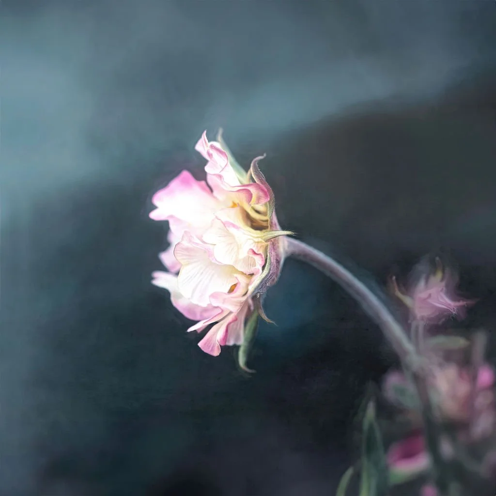 PINK FLOWER WITH CURLING PETALS AGAINST A DARK MOODY BACKGROUND
