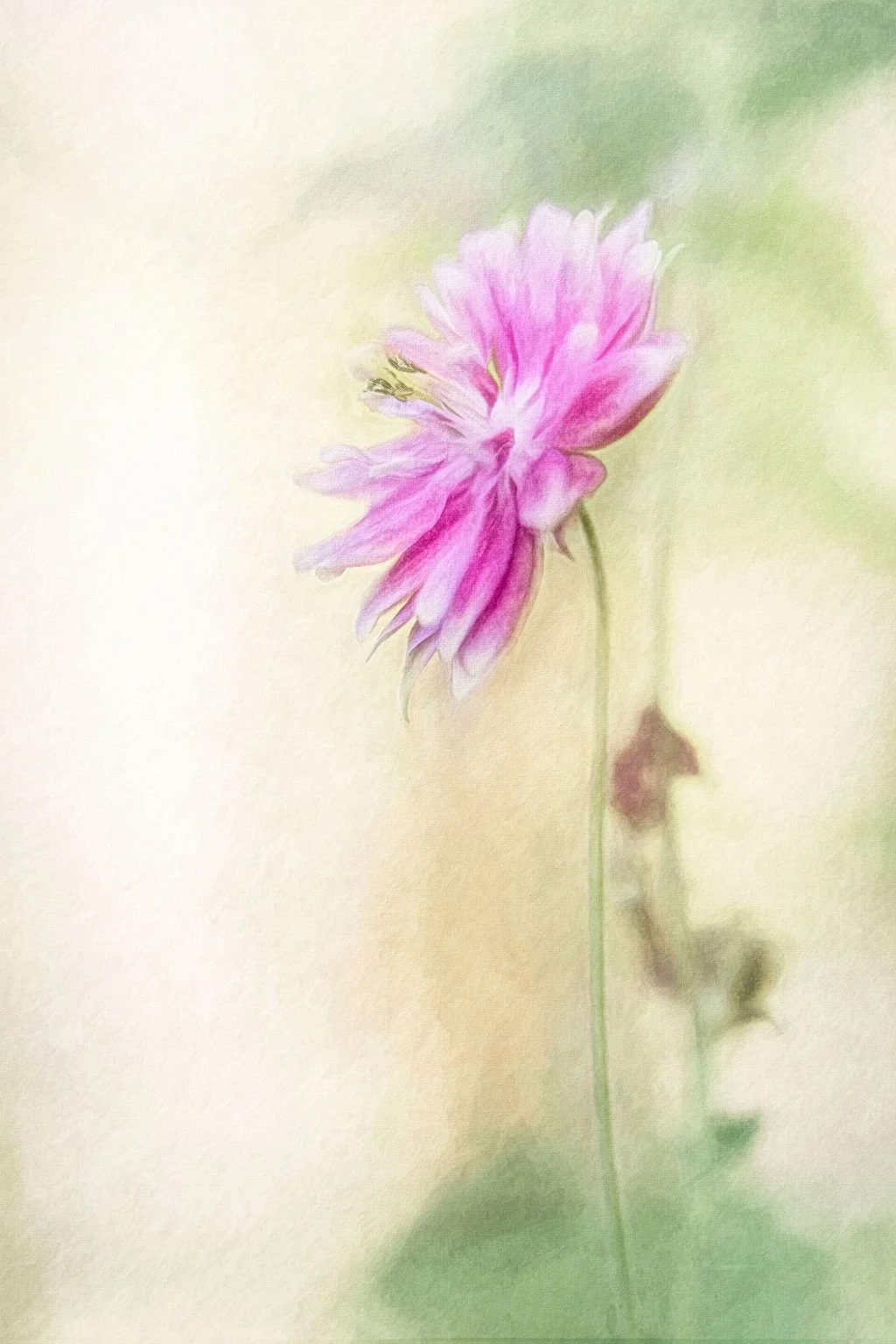DELICATE PINK DOUBLE COLUMBINE FLOWER IN SOFT LIGHT WITH A CREAMY PASTEL BACKGROUND