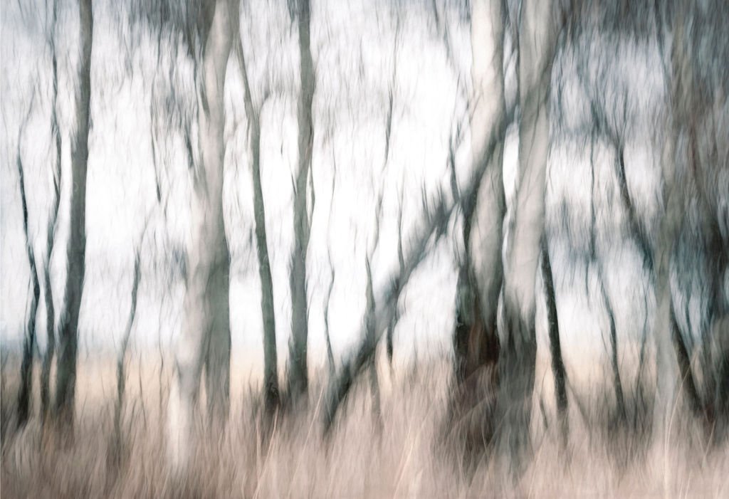 An abstract painterly photograph of bare aspen trees, neutral colors