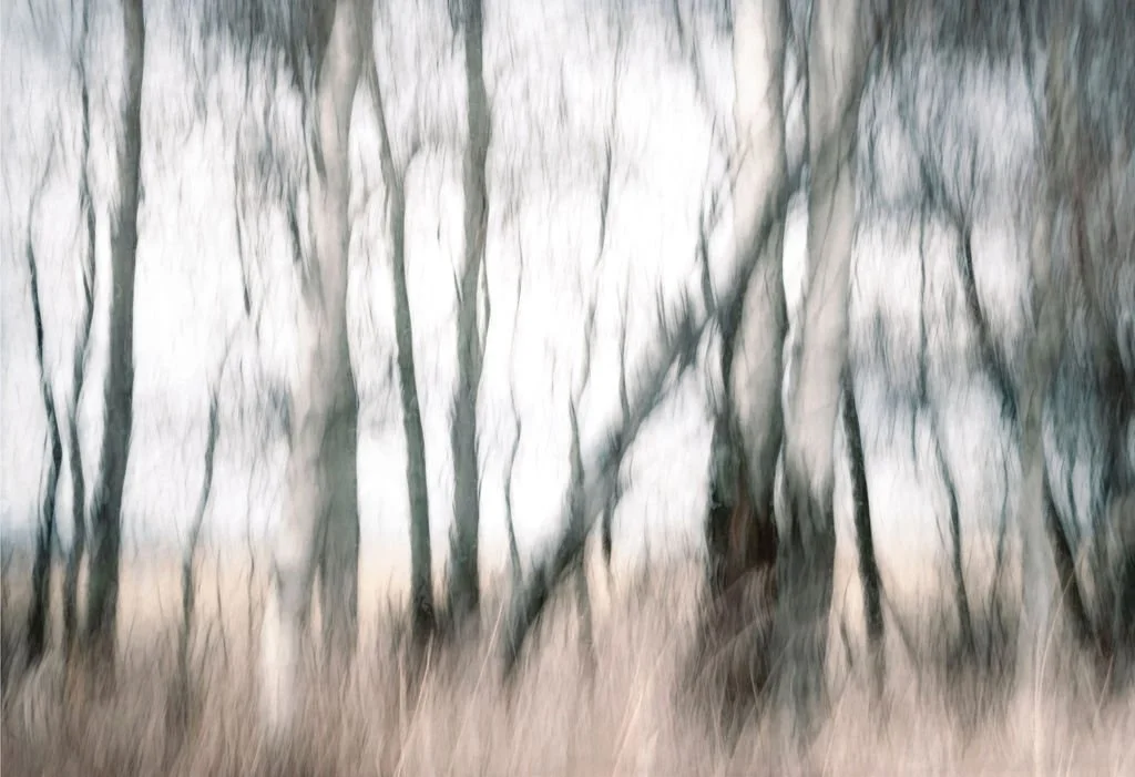 An abstract painterly photograph of bare aspen trees, neutral colors
