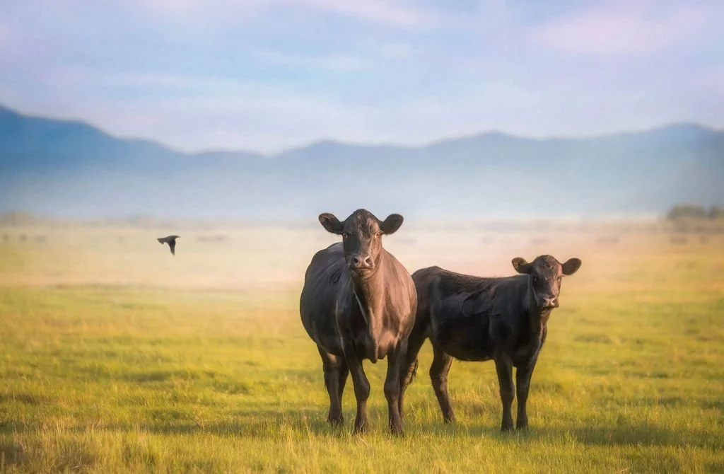 A black cow guarding her calf in a green pasture as a bird flies by, with mountains in the background.