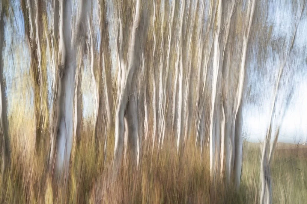SOFT LIGHT THROUGH ASPENS