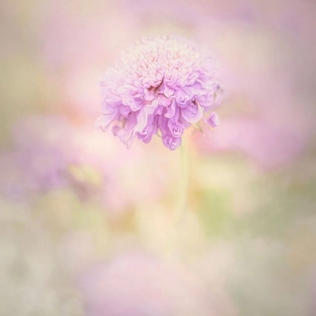 LAVENDER SCABIOSA FLOWER FRAMED CANVAS ART PRINT