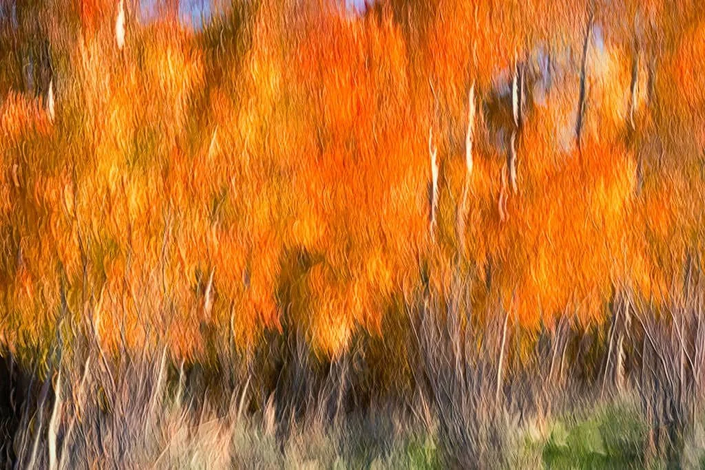 Abstract aspen trees in peak autumn color with bright orange leaves and blurred vertical trunks, created using intentional camera movement for a painterly effect.