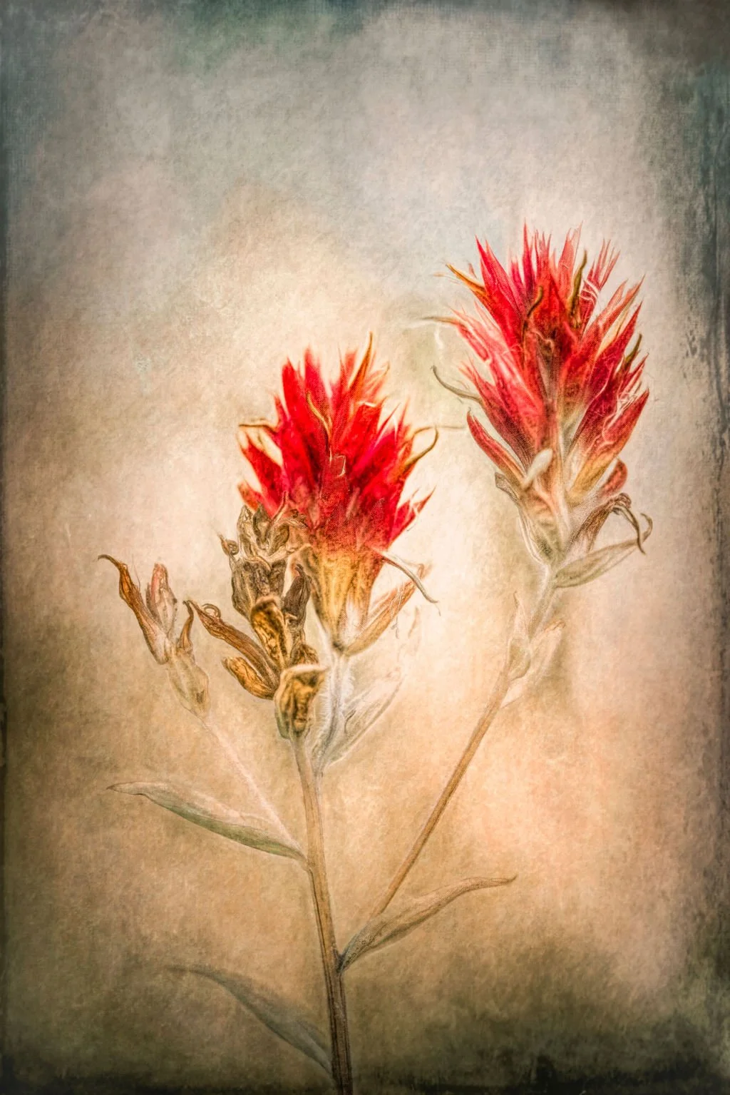VIBRANT INDIAN PAINTBRUSH WILDFLOWERS WITH TEXTURED BACKGROUND AND WARM LIGHT