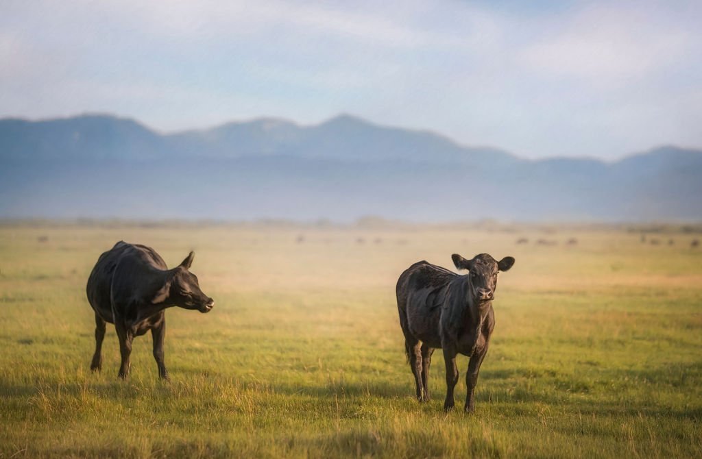 Two young black calves playing in a green pasture in the early evening with mountains in the background