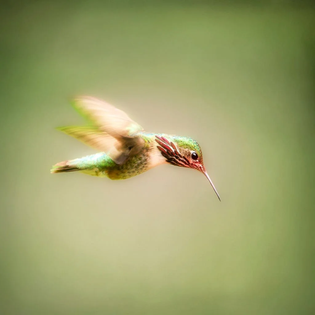 EMERALD WINGS