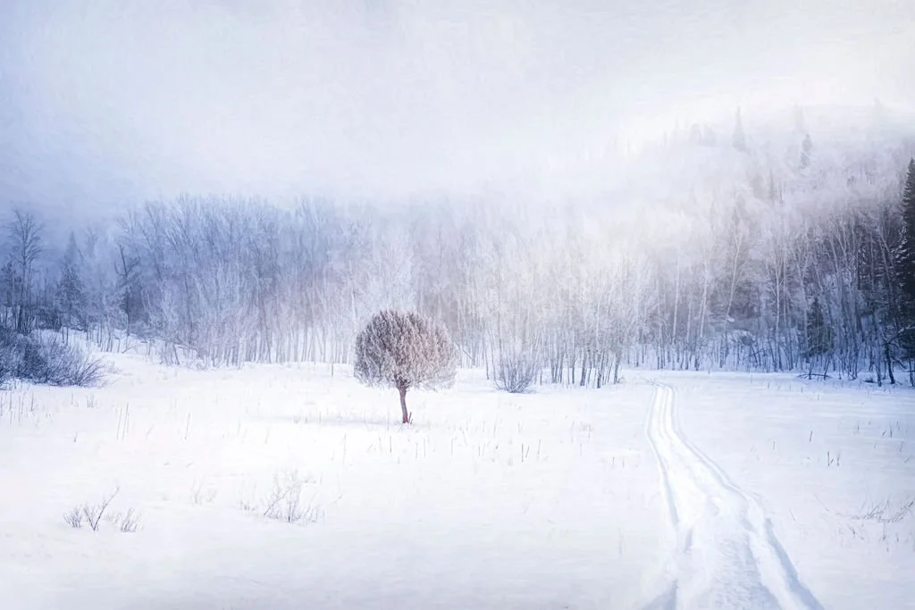 LONE TREE IN FOGGY, SNOWY FIELD WITH SKI TRACKS