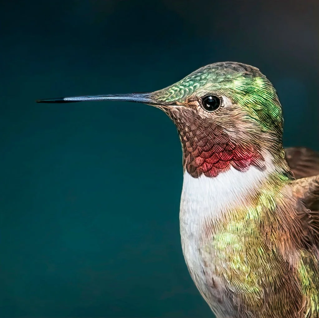 CLOSE-UP OF A MALE RUBY-THROATED HUMMINGBIRD WITH IRIDESCENT GREEN FEATHERS