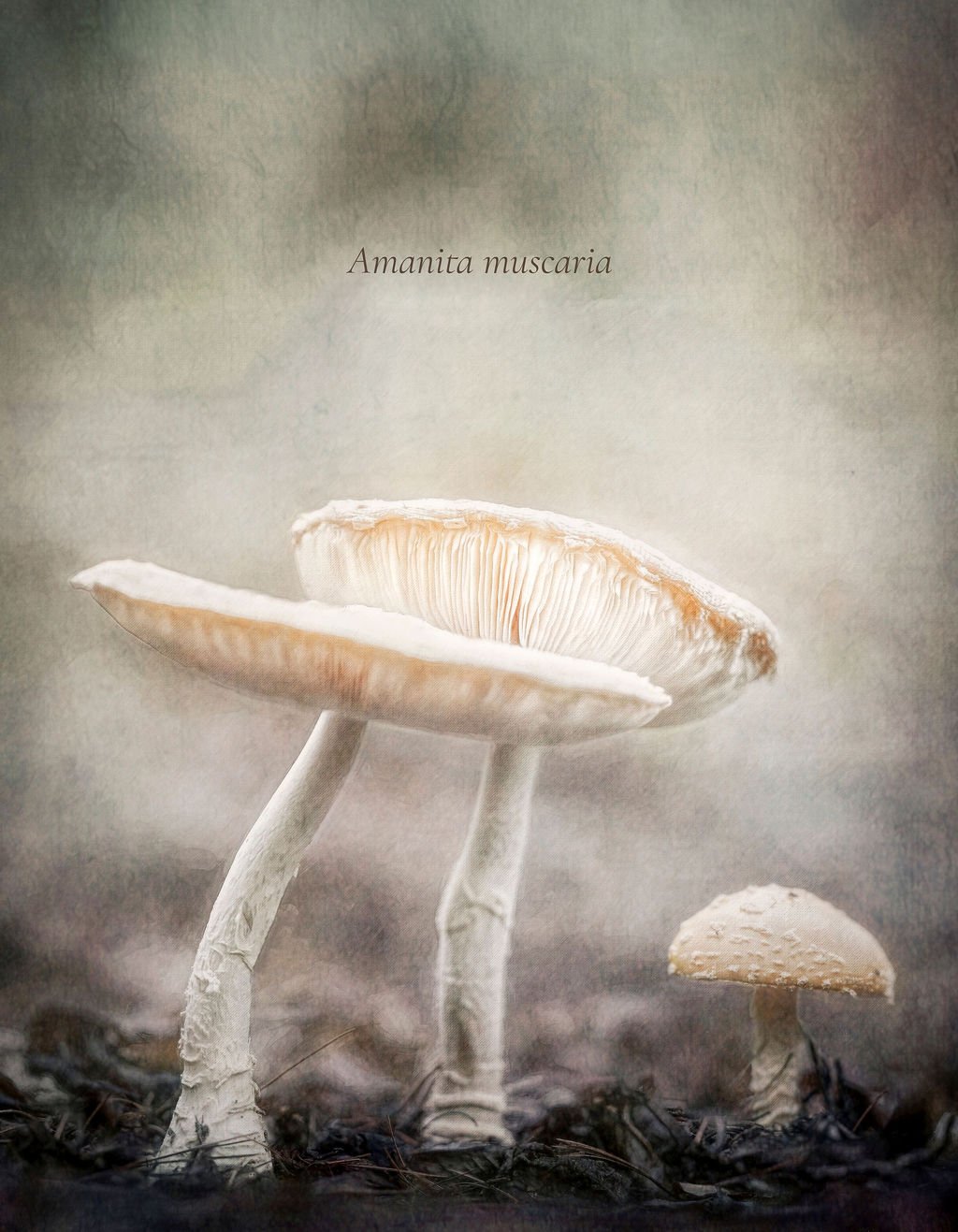 Close-up image of two white mushrooms growing from soil, with the label 'Amanita muscaria' and a textured, muted background.