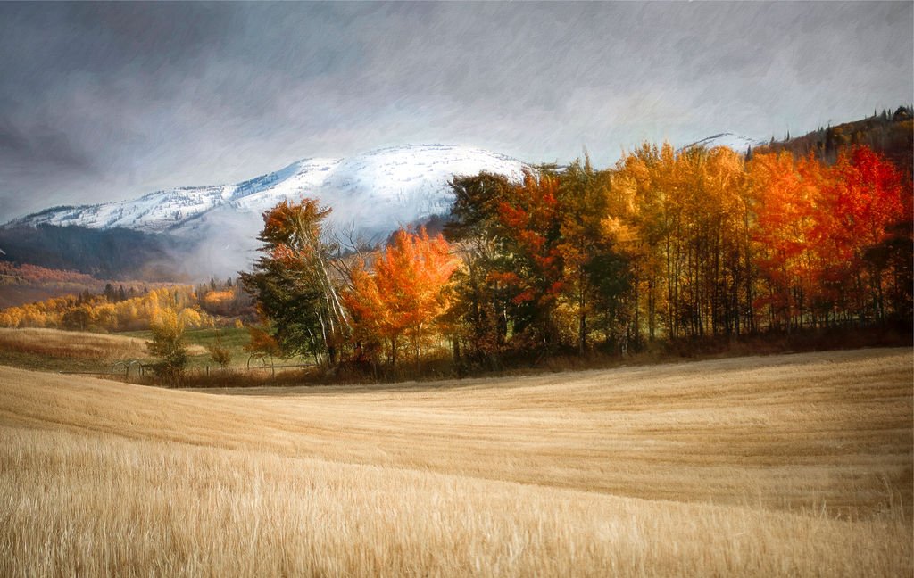 GOLDEN FIELD AND COLORFUL AUTUMN TREES WITH SNOWY MOUNTAIN BACKDROP