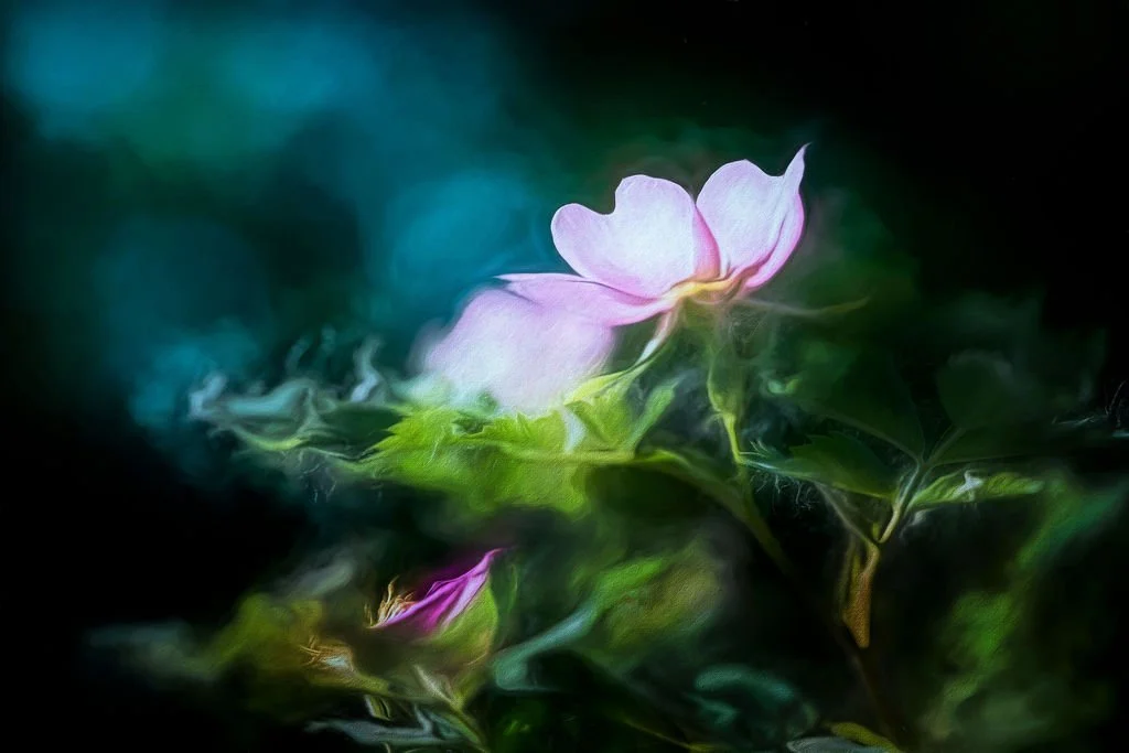 DREAMY WILD PINK ROSE IN BLOOM