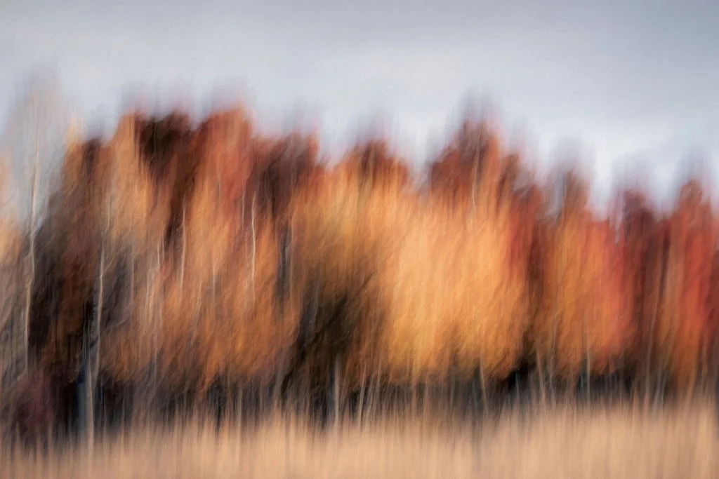 AUTUMN ASPEN TREE ABSTRACT PHOTO WITH GOLDEN FALL COLORS