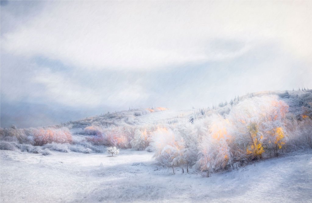 LONE TREE IN SNOWY MEADOW WITH FROSTED AUTUMN HILLSIDE IN WYOMING